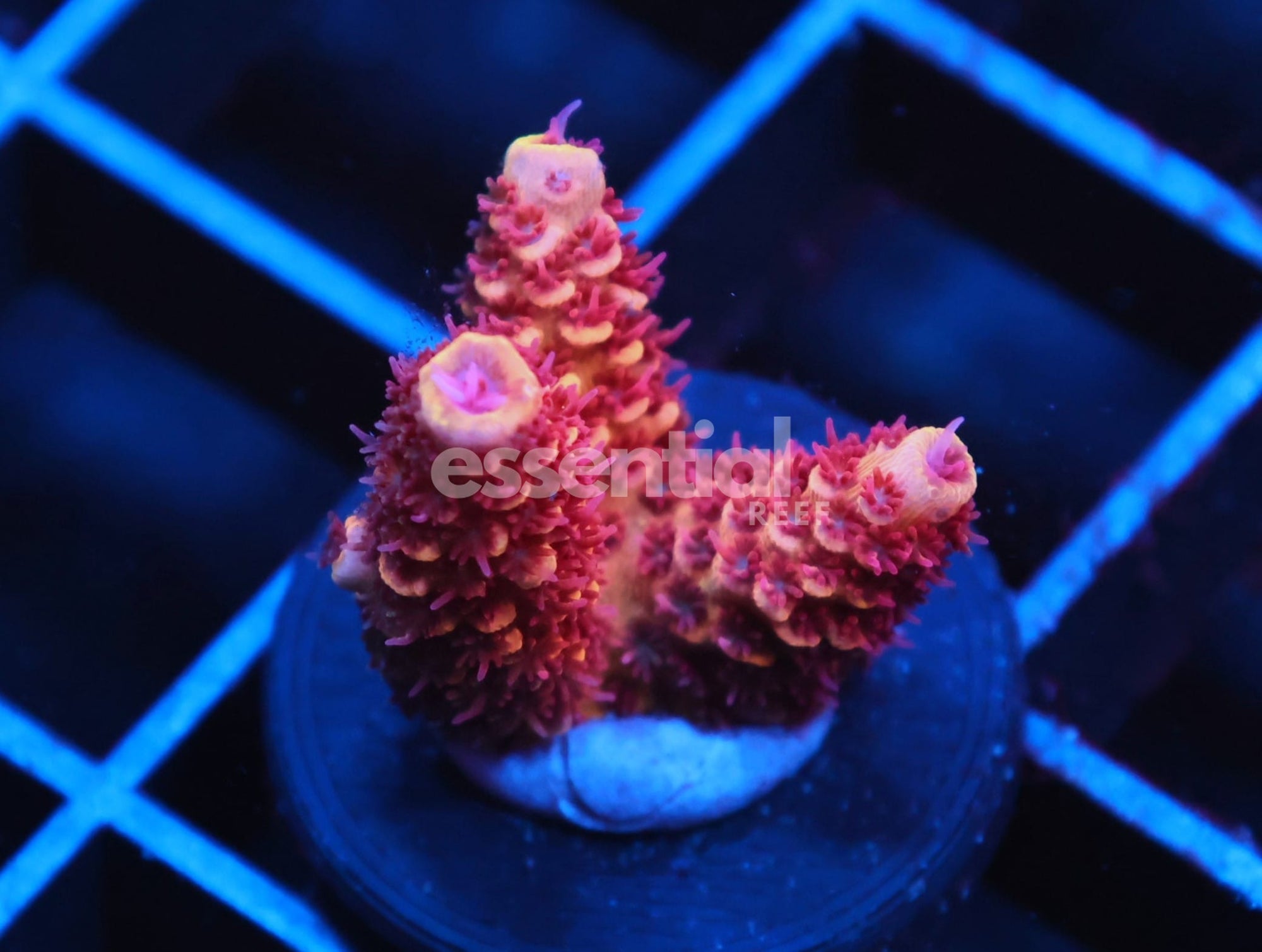 Watermarked - C110 - SDC FIREBALL ACRO
