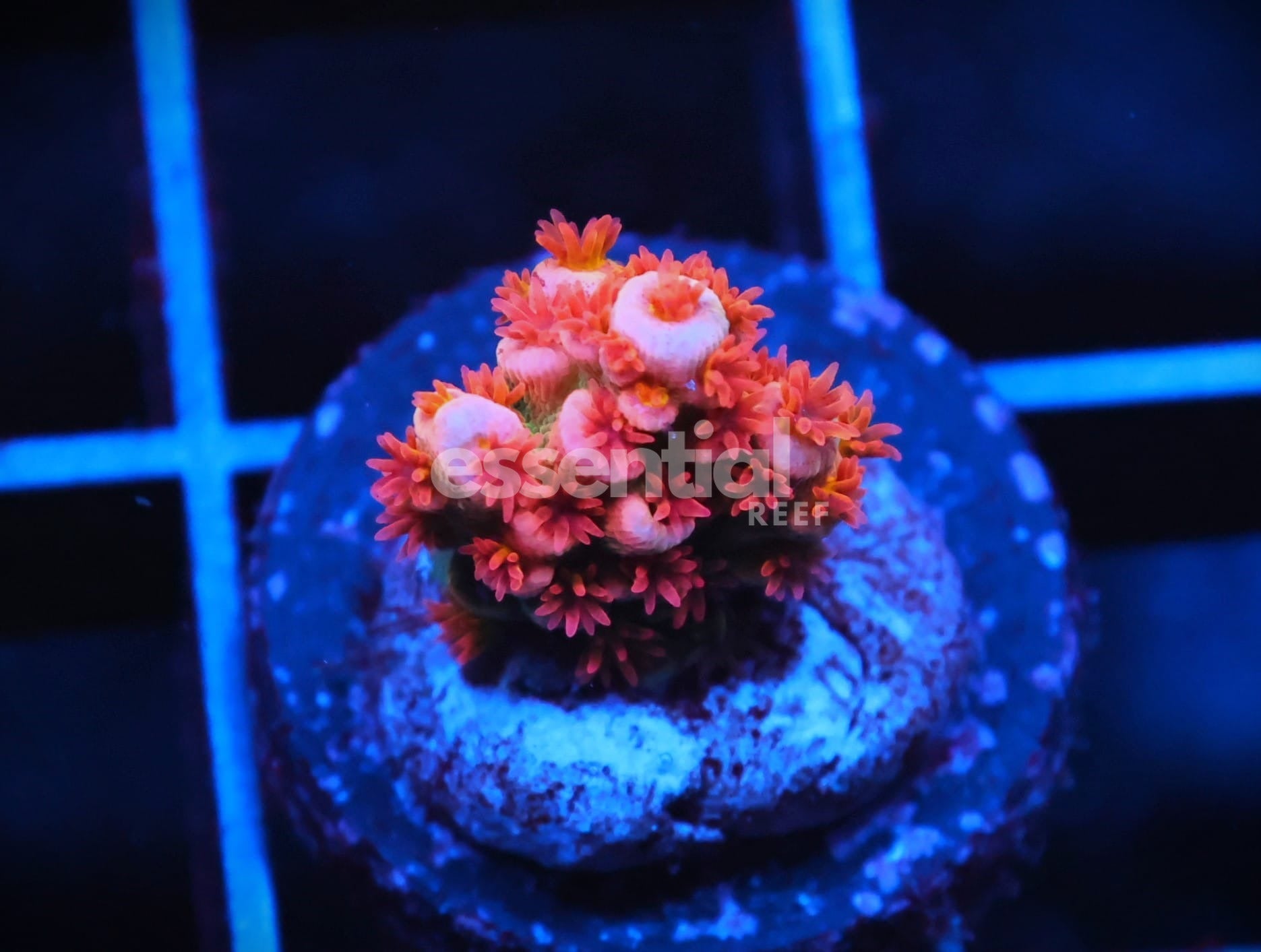 Watermarked - C111 - SDC ORANGE WHIP TENUIS ACRO