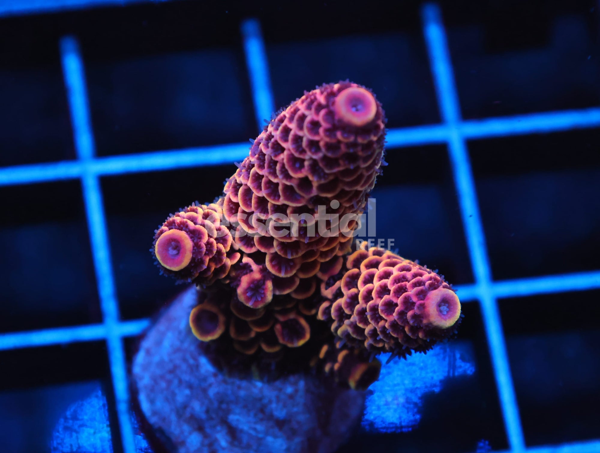Watermarked - C112 - SDC PURPLE DRAGONSCALE ACRO