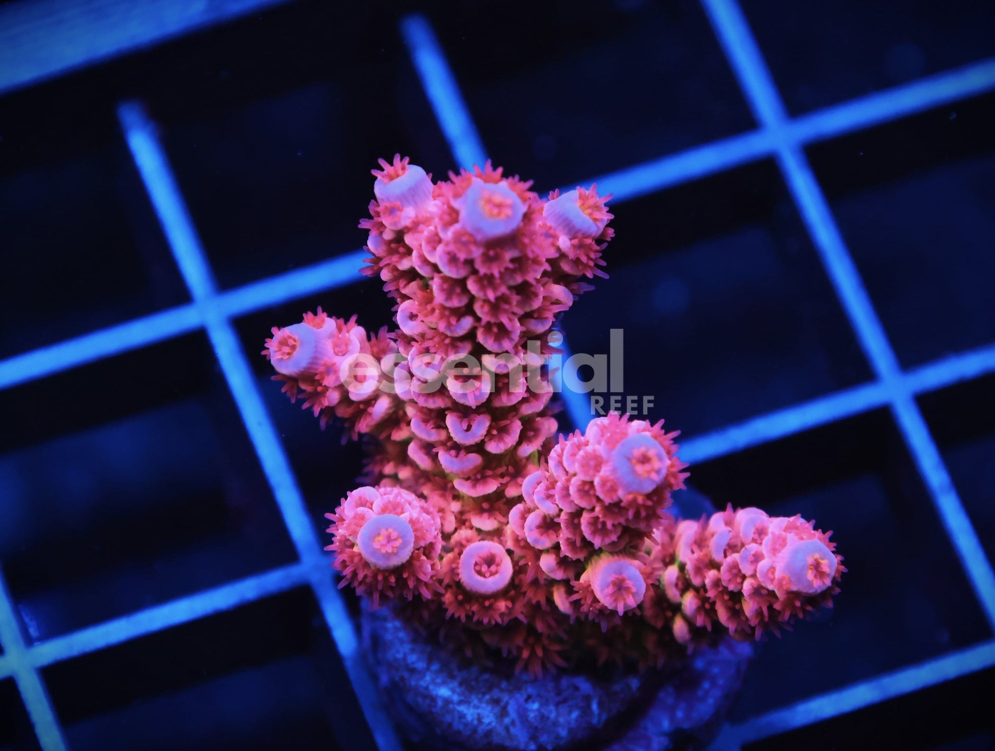Watermarked - C113 - SDC CHERRY BOMB ACRO LG FRAG