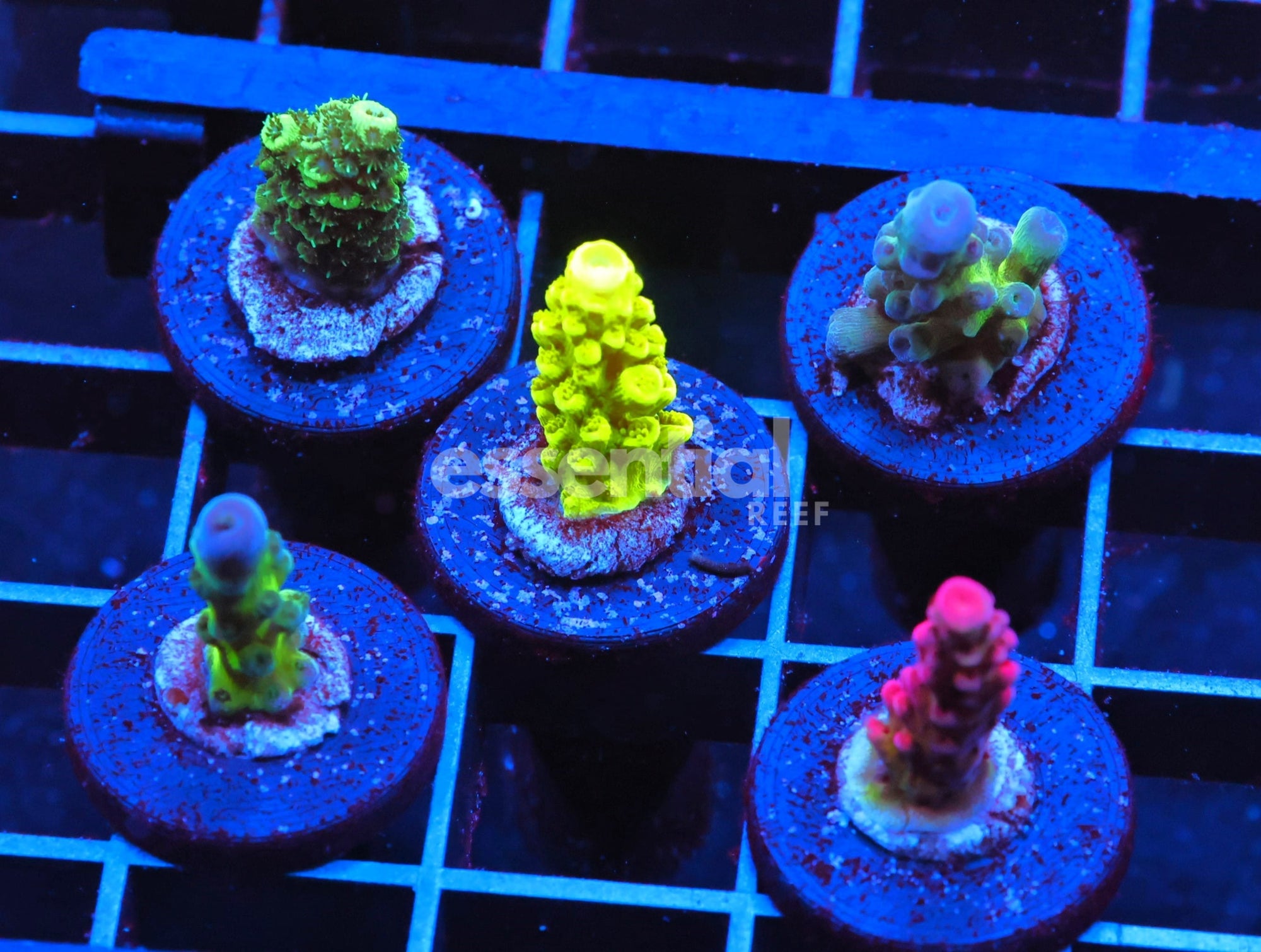 Watermarked - C114 - SDC ACROPORA PACK 5 PC BASIC