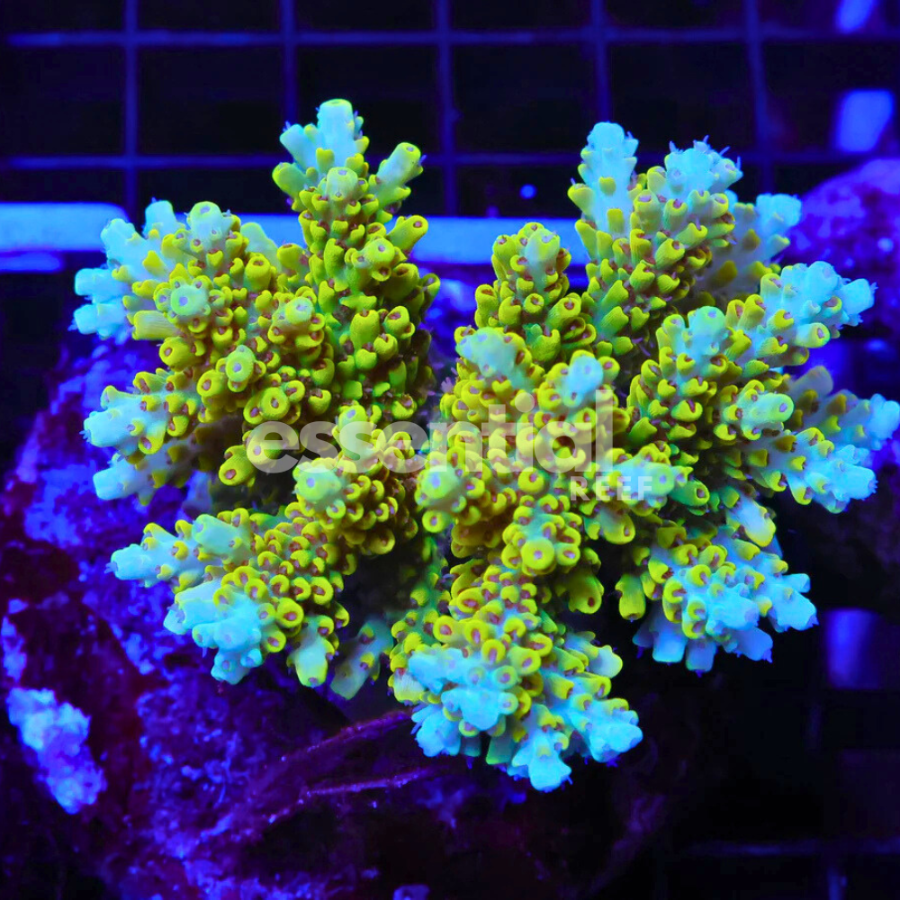 Indo Acropora – Premium Cultured Small Colonies