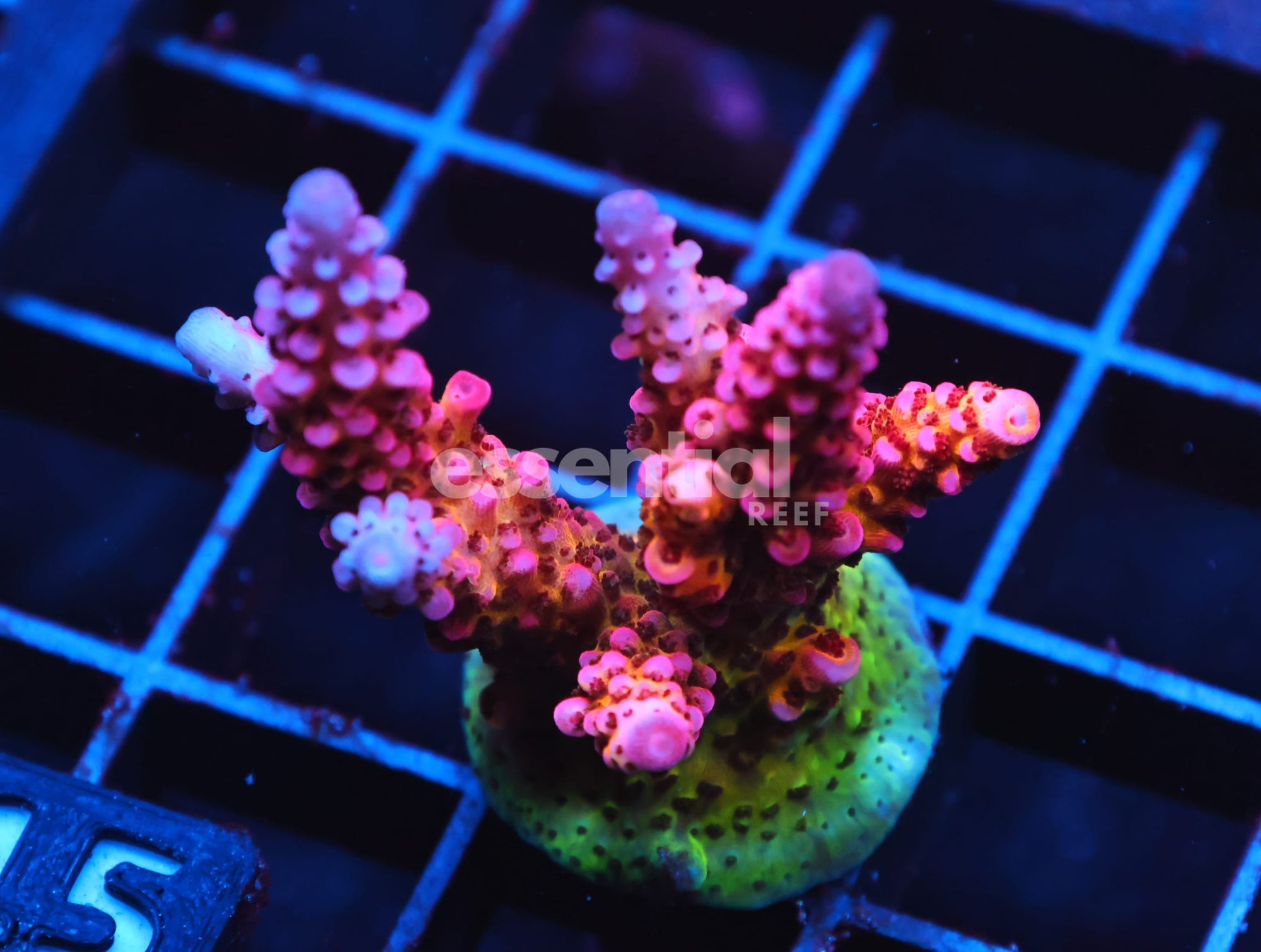 Watermarked - C115 - SDC RAINBOW ROMMELS ACRO L FRAG