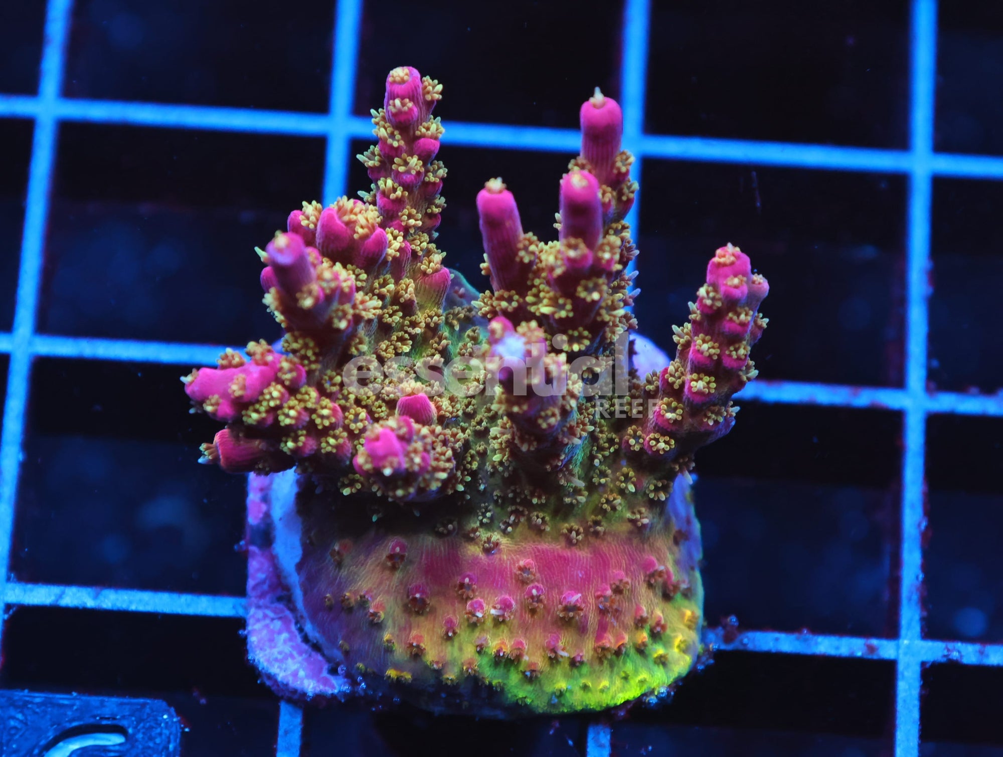 Watermarked - C116 - SDC LILAC ATTACK ACRO XL FRAG