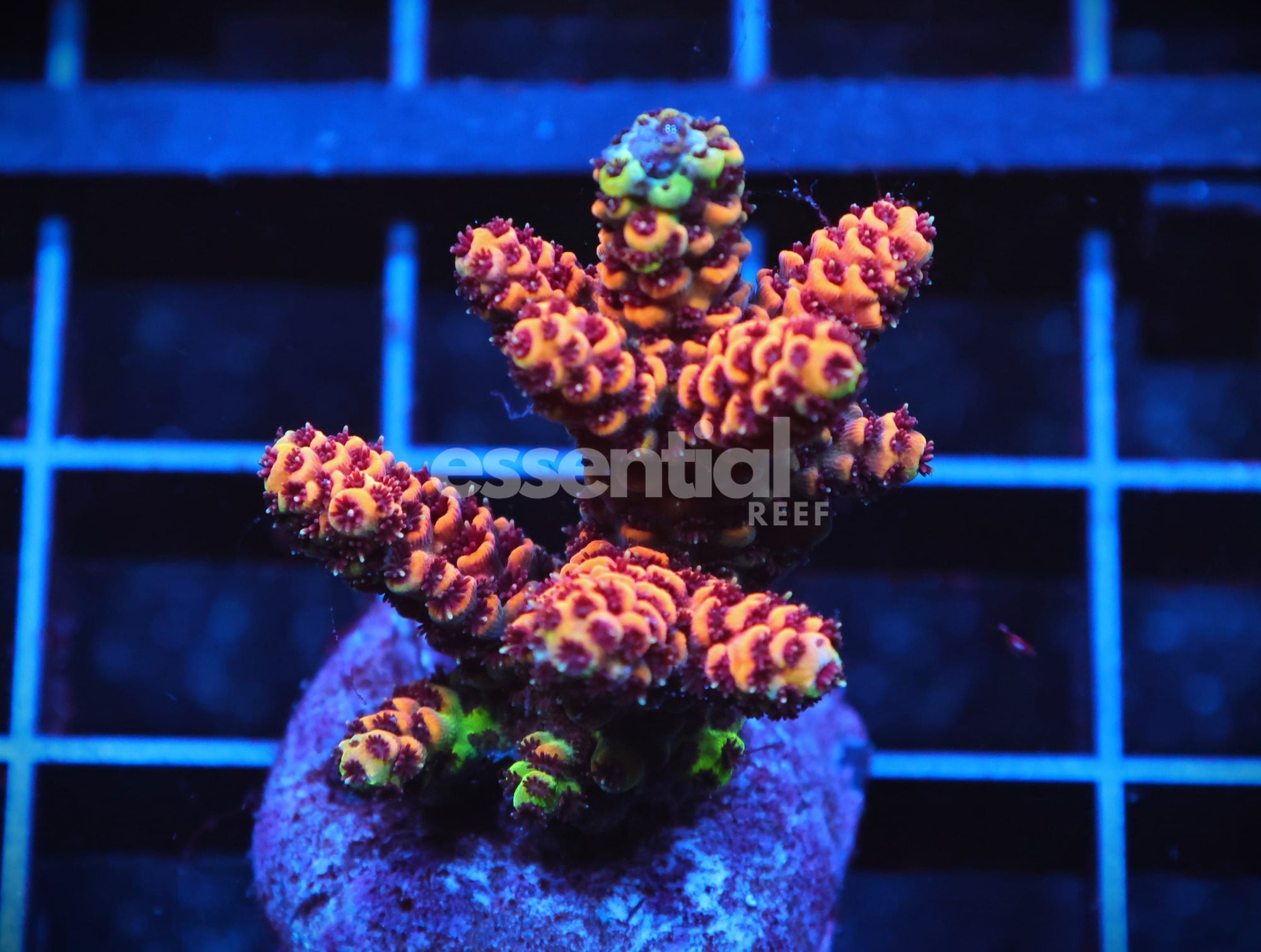 Watermarked - C117 - SDC ORANGE MILLE ACRO