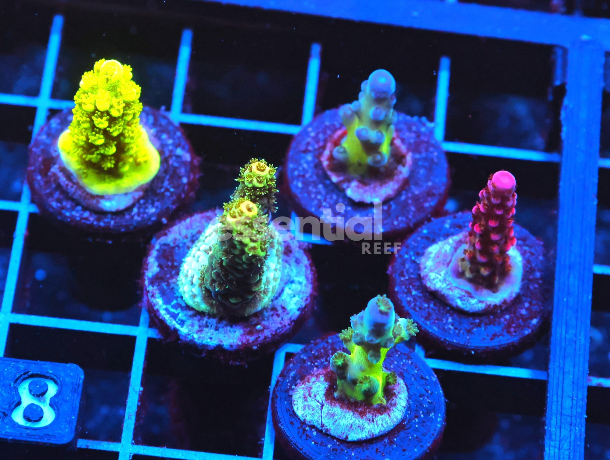 Watermarked - C118 - SDC ACROPORA PACK 5 PC BASIC
