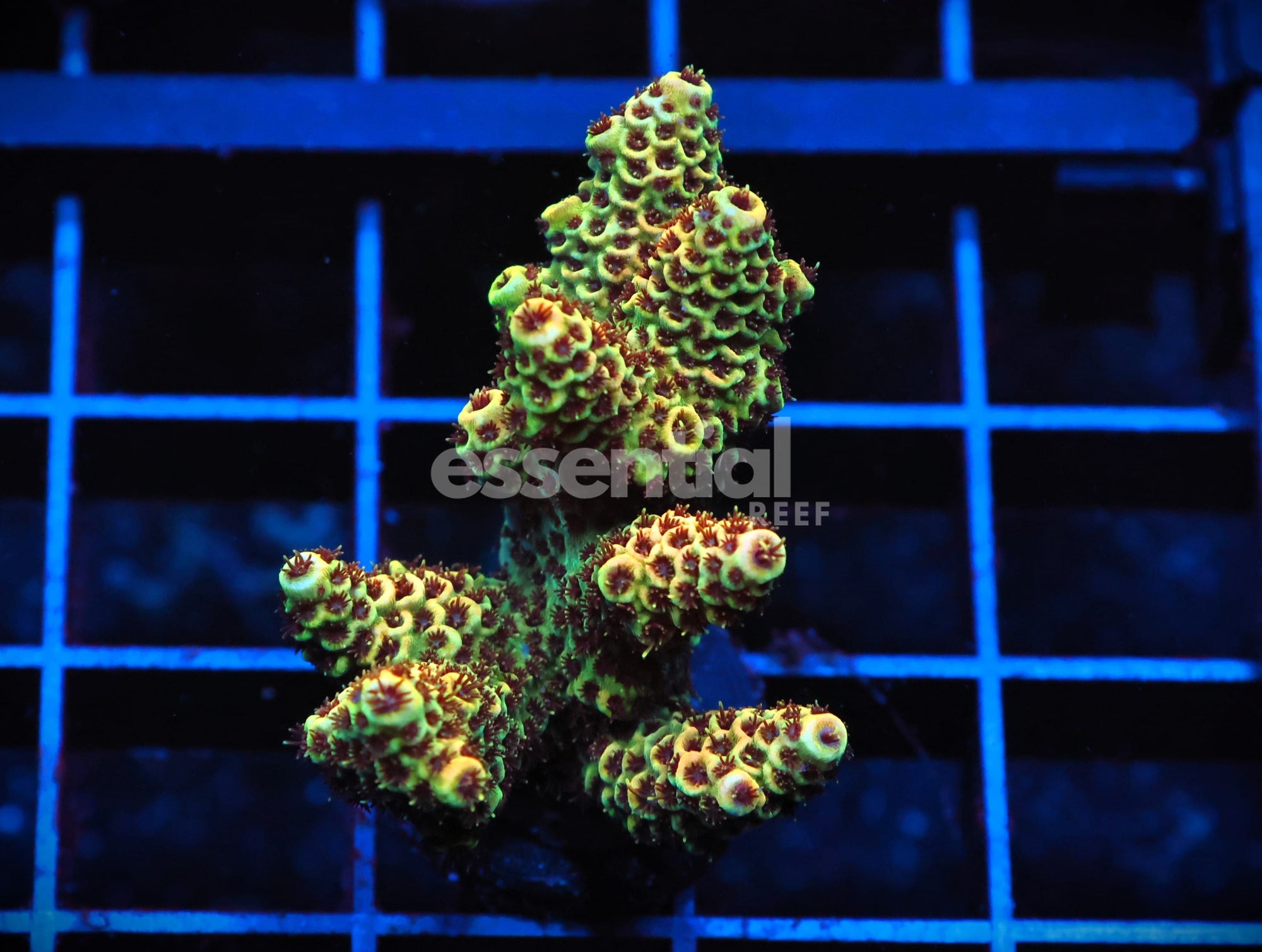 Watermarked - C119 - SDC ACROPORA ASST. PREMIUM