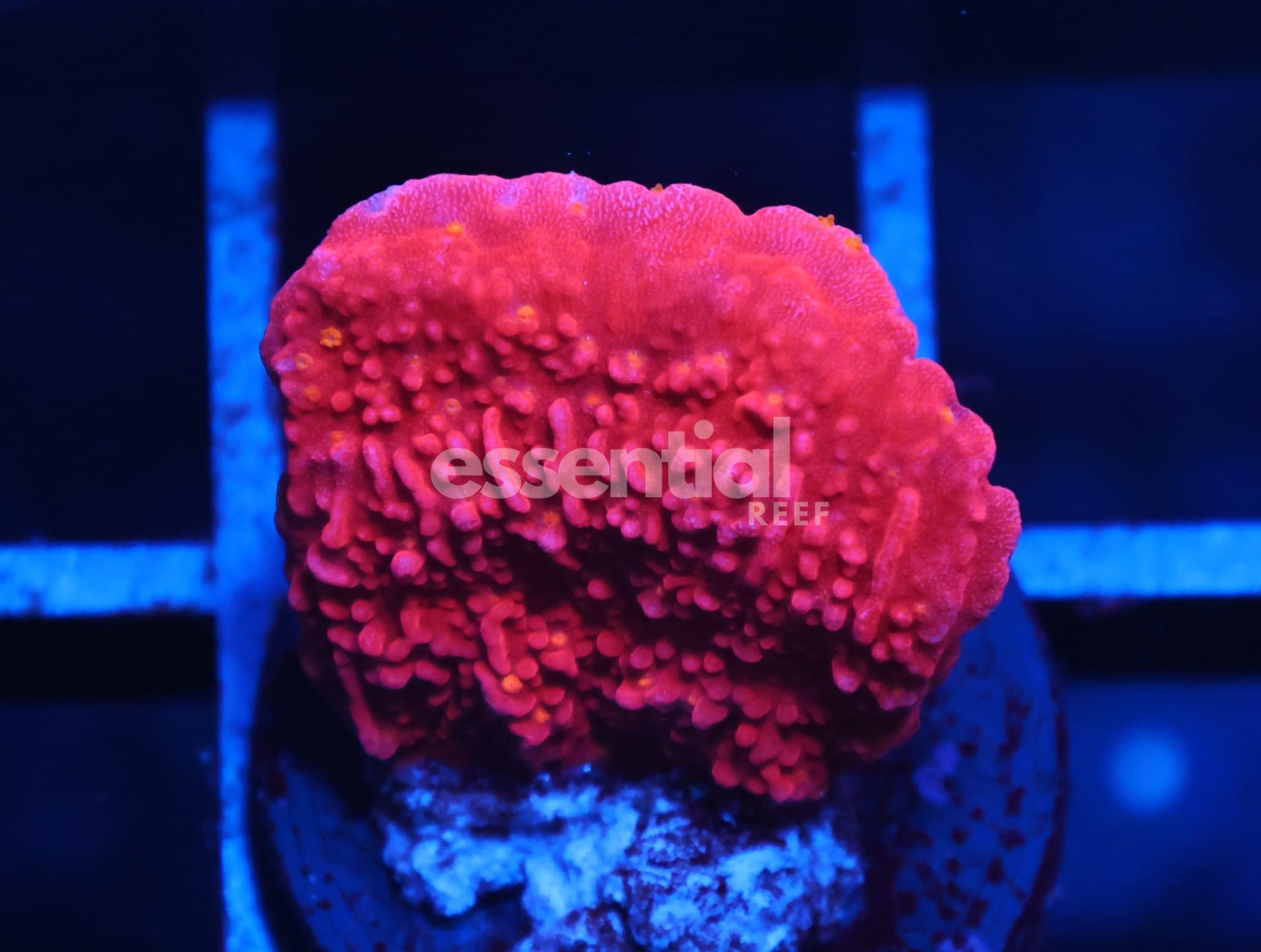 Watermarked - C12 - REEFTECH STARBURST MONTI