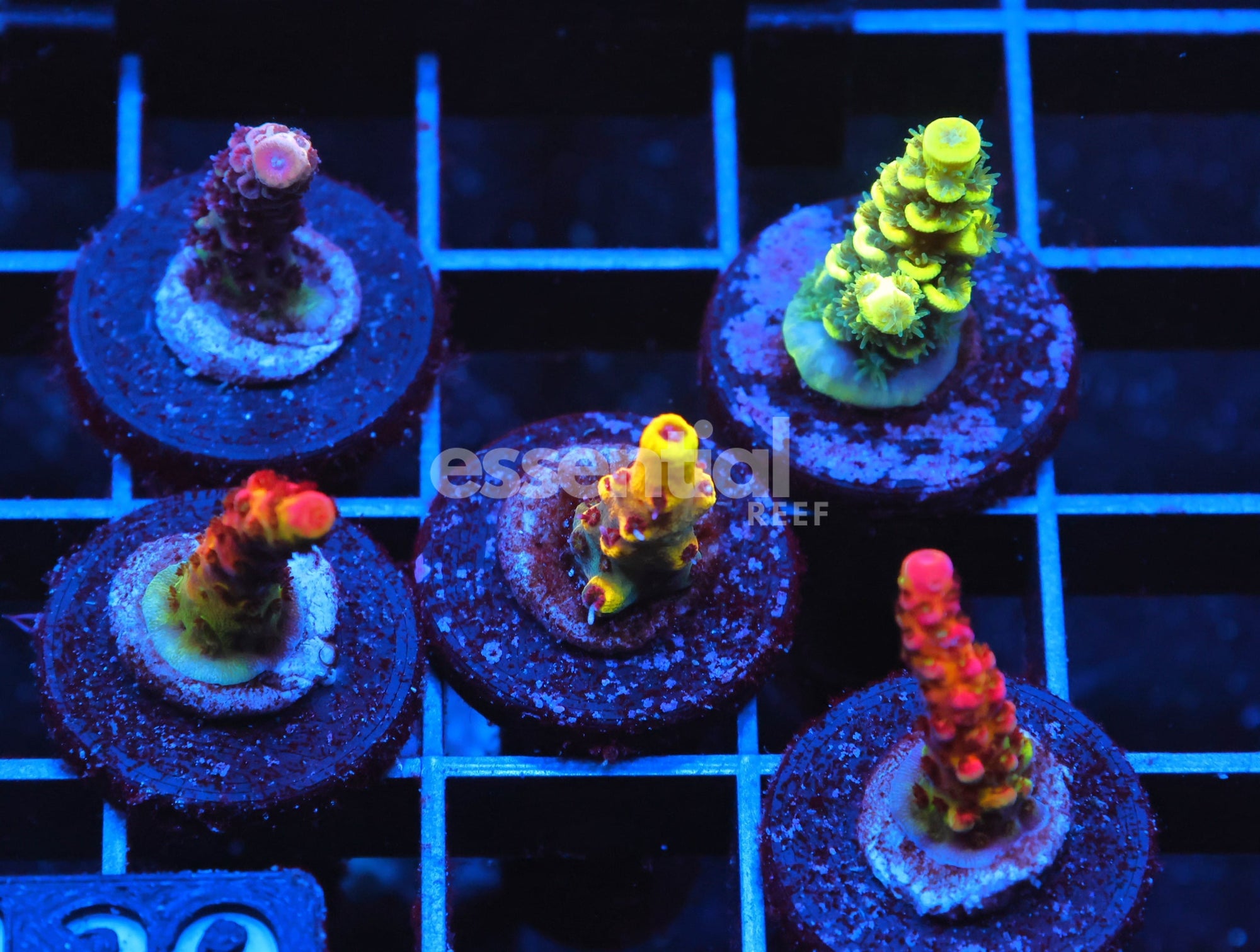 Watermarked - C120 - SDC ACROPORA PACK 5 PC PREMIUM