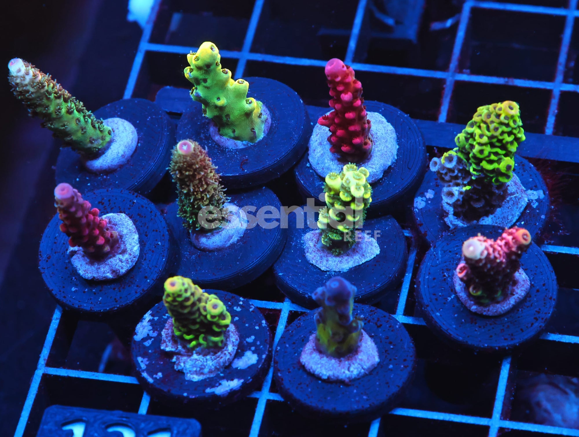 Watermarked - C121 - SDC ACROPORA PACK 10 PC