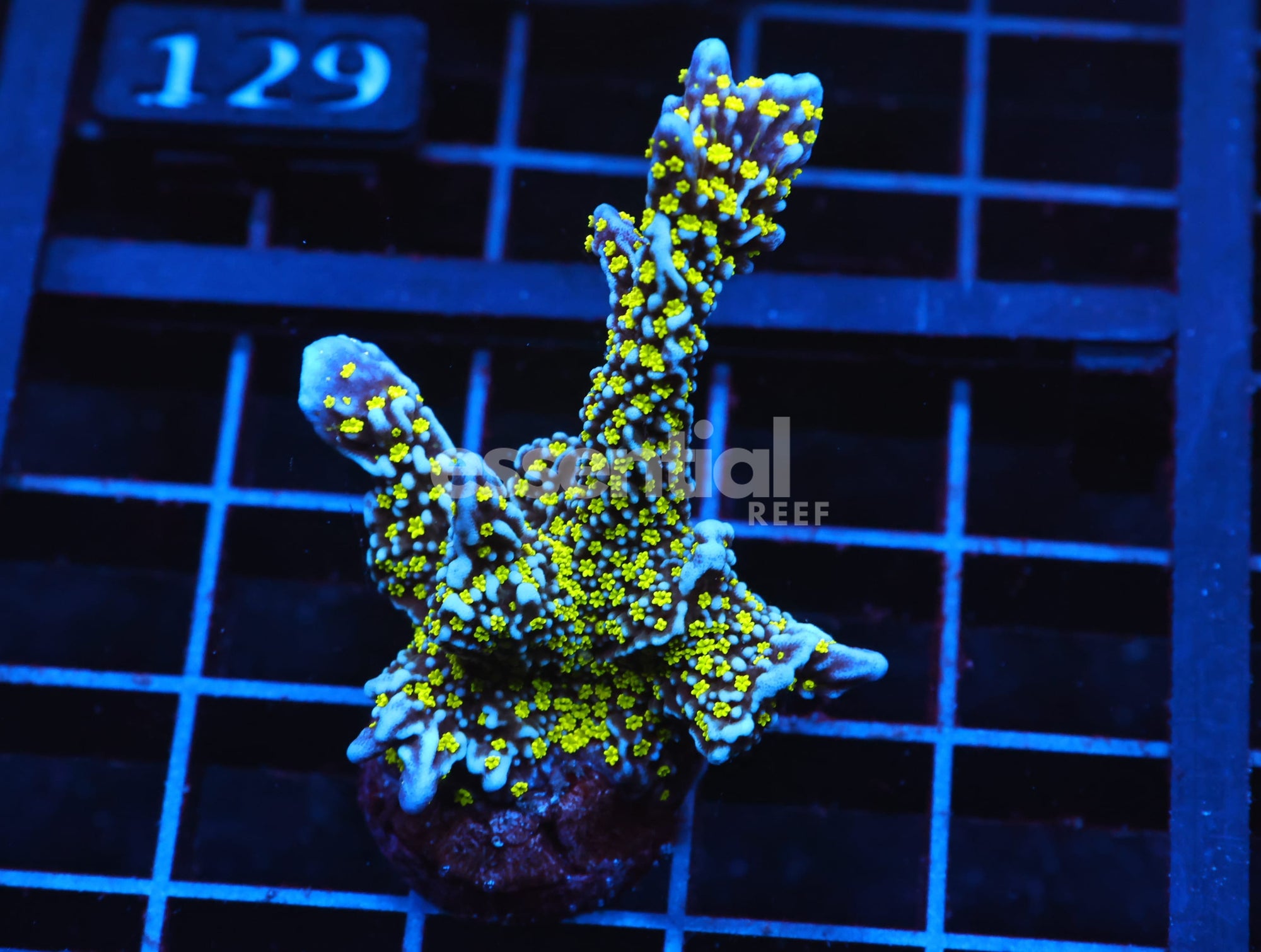 Watermarked - C122 - SDC TUBBS STELLATA XL FRAGS