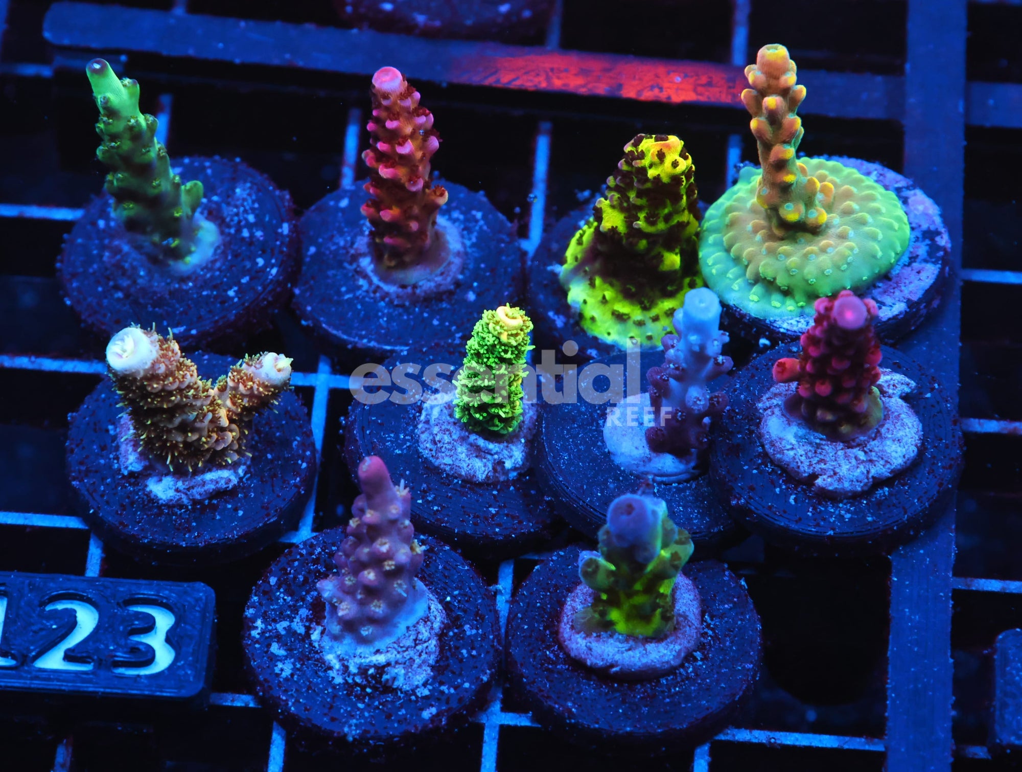 Watermarked - C123 - SDC ACROPORA PACK 10 PC PREMIUM