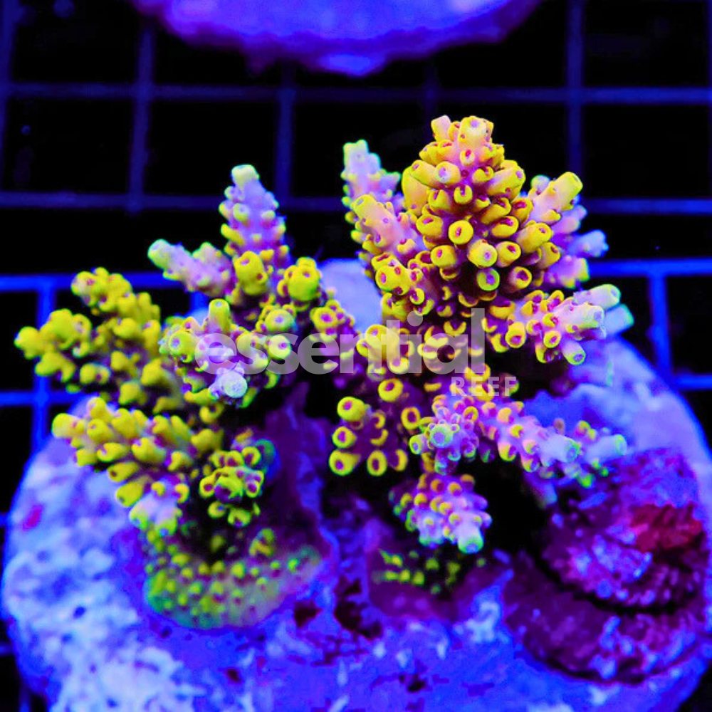 Indo Acropora – Premium Cultured Small Colonies