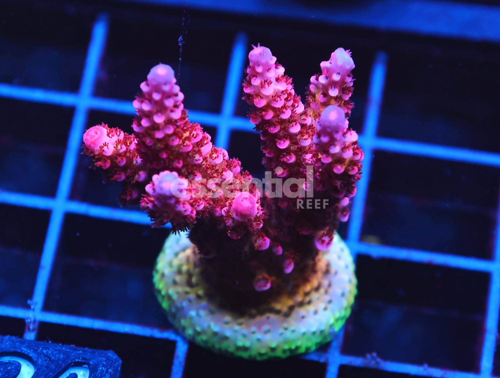 Watermarked - C124 - SDC RAINBOW ROMMELS ACRO L FRAG