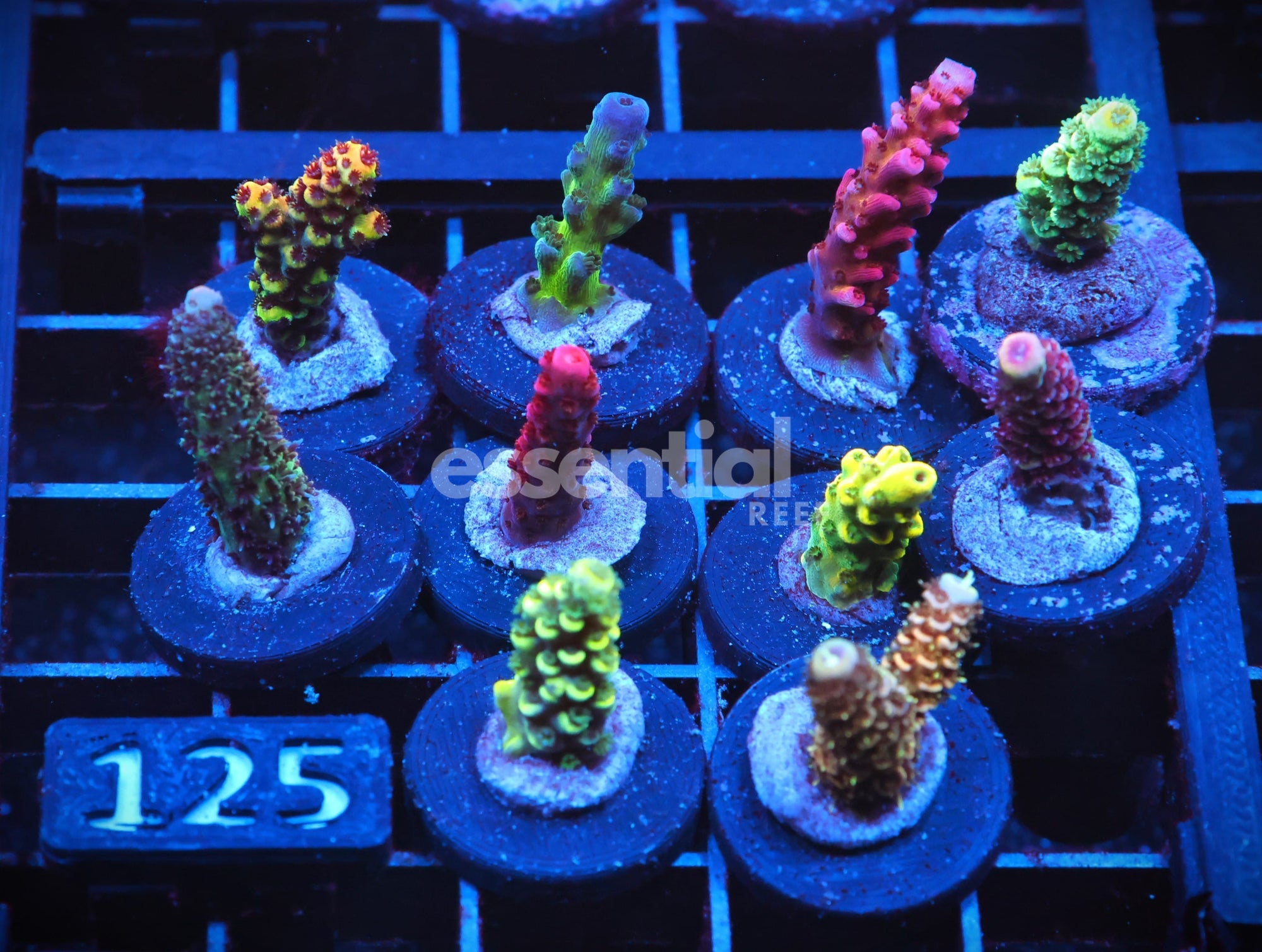 Watermarked - C125 - SDC ACROPORA PACK 10 PC