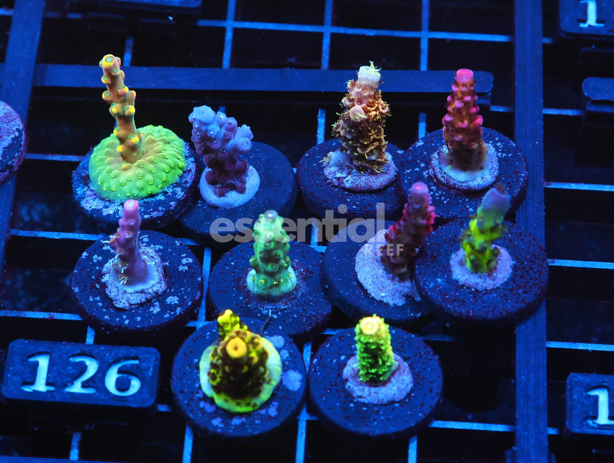 Watermarked - C126 - SDC ACROPORA PACK 10 PC