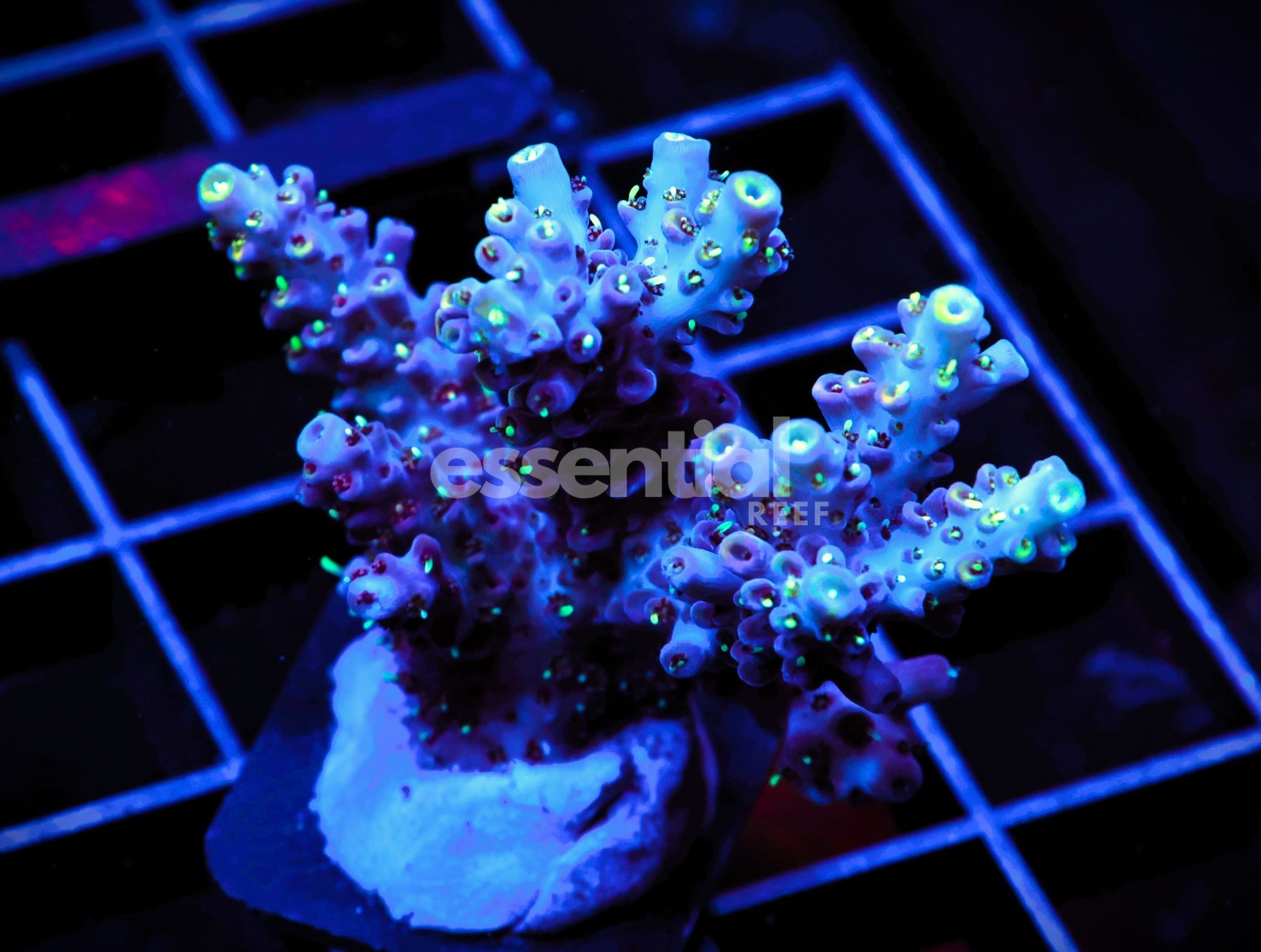Watermarked - C127 - SDC ACROPORA ASST. PREMIUM XL FRAG