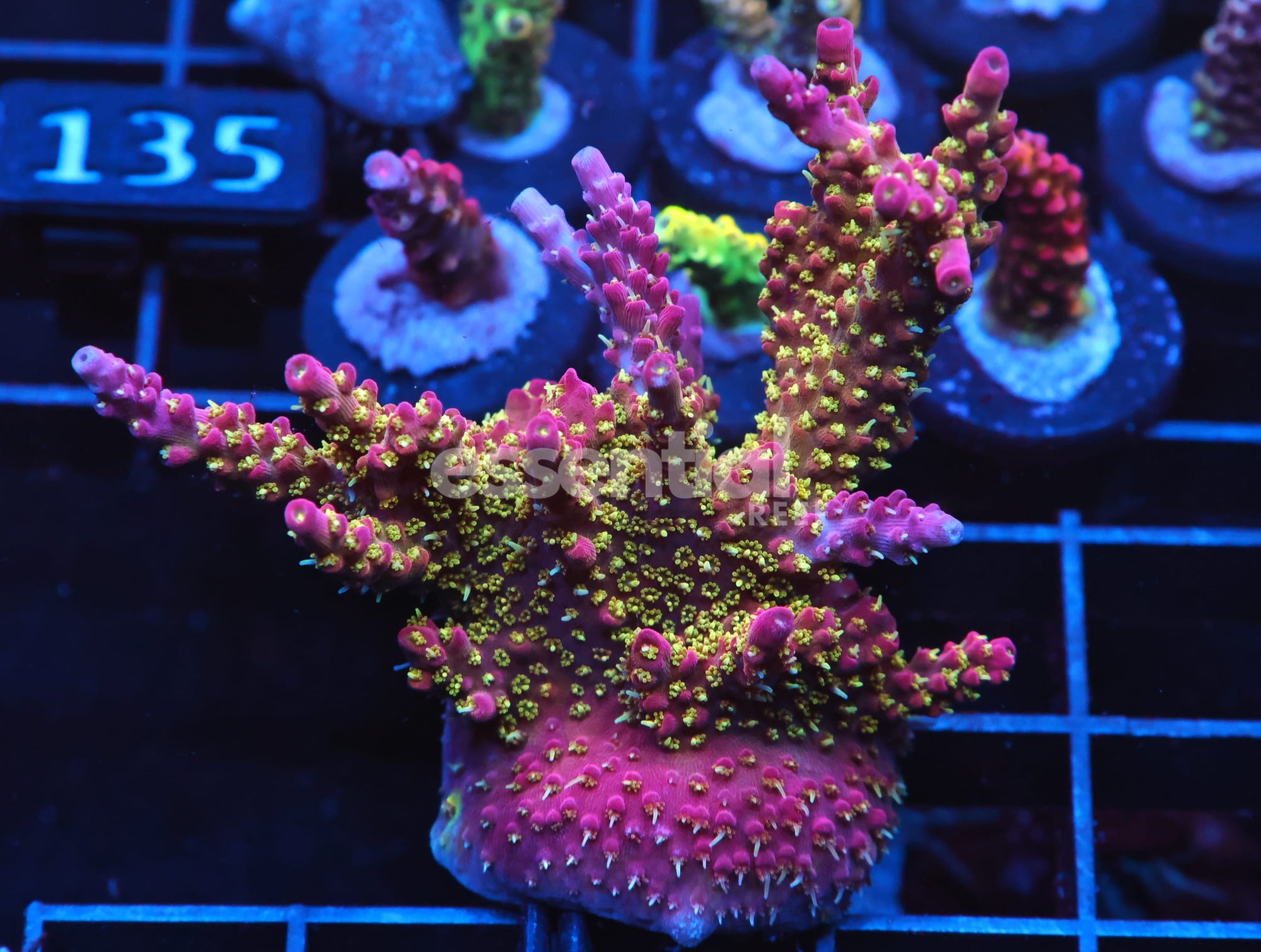 Watermarked - C128 - SDC LILAC ATTACK ACRO XXL FRAG