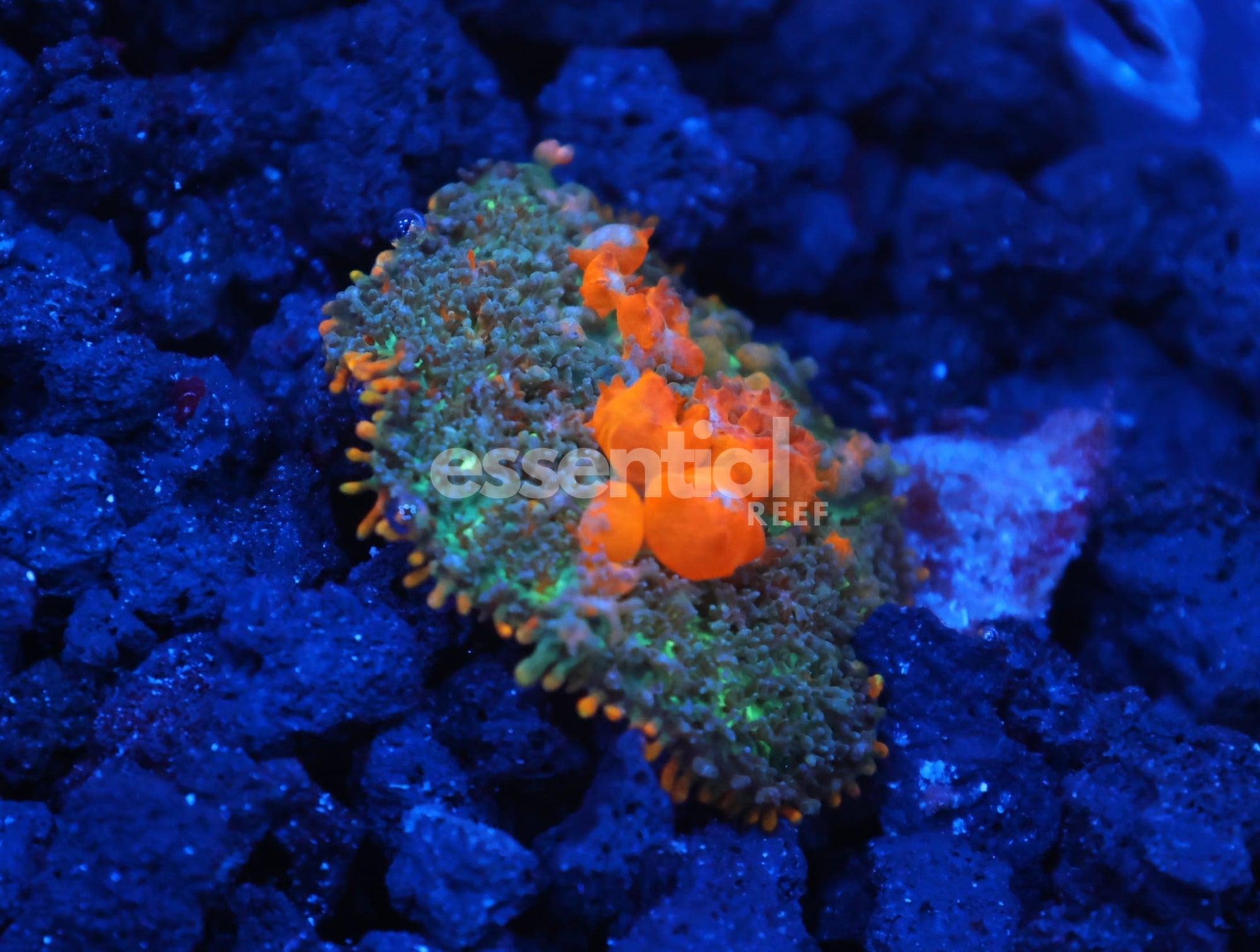 Watermarked - C129 - WWC SUNKIST BOUNCE RHODACTIS