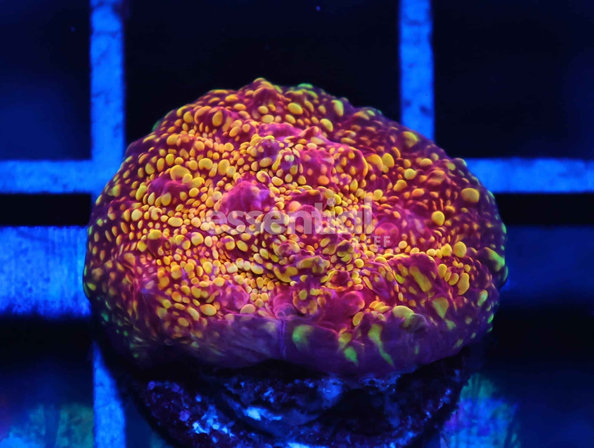 Watermarked - C13 - CB EL DIABLO CHALICE