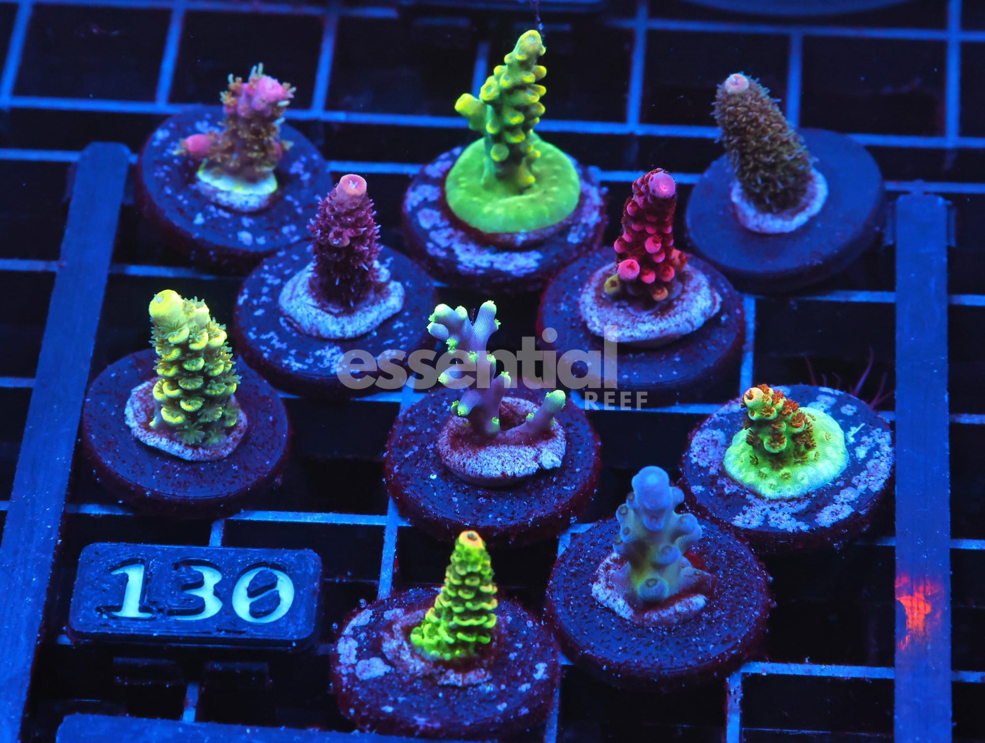 Watermarked - C130 - SDC ACROPORA PACK 10 PC PRO