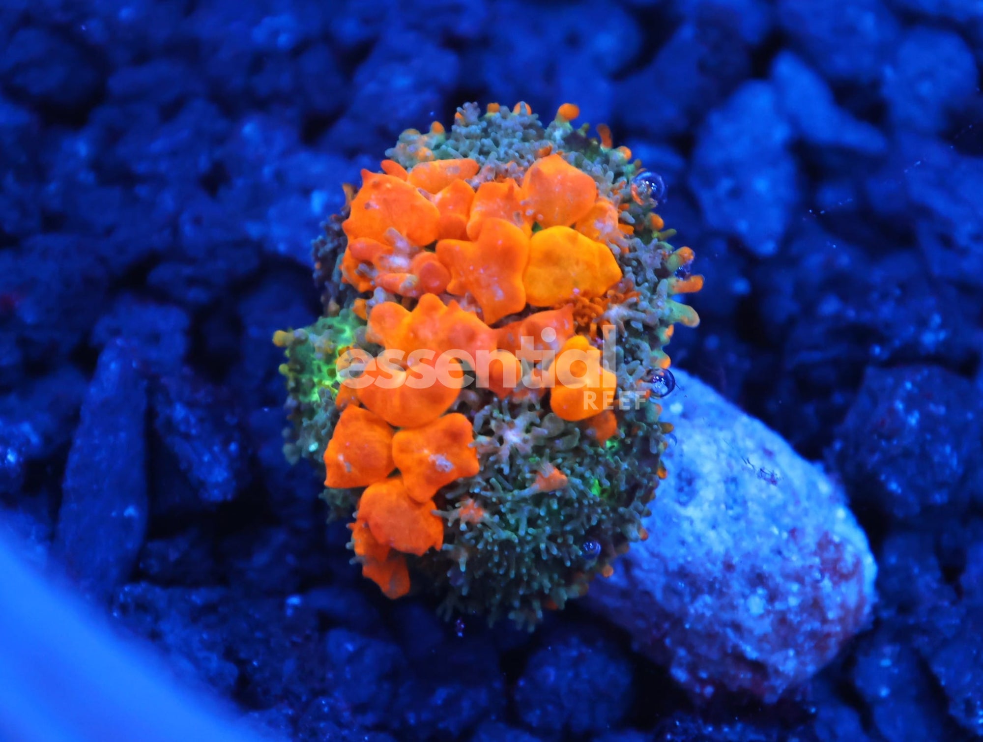 Watermarked - C131 - WWC SUNKIST BOUNCE RHODACTIS