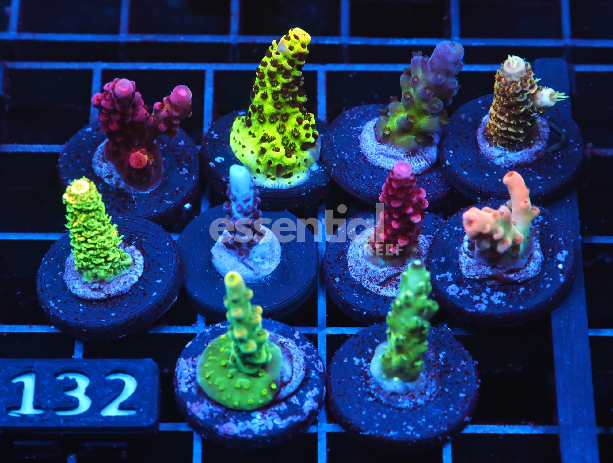 Watermarked - C132 - SDC ACROPORA PACK 10 PC