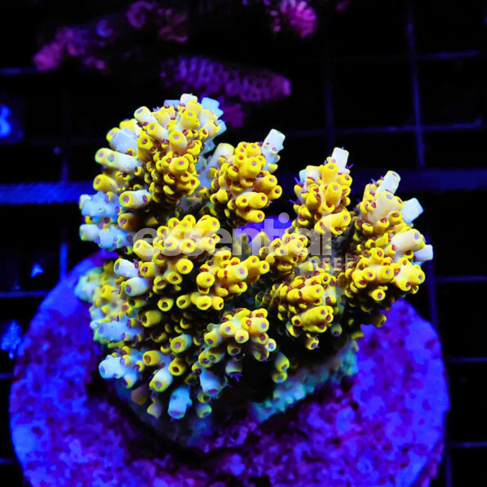 Indo Acropora – Premium Cultured Small Colonies