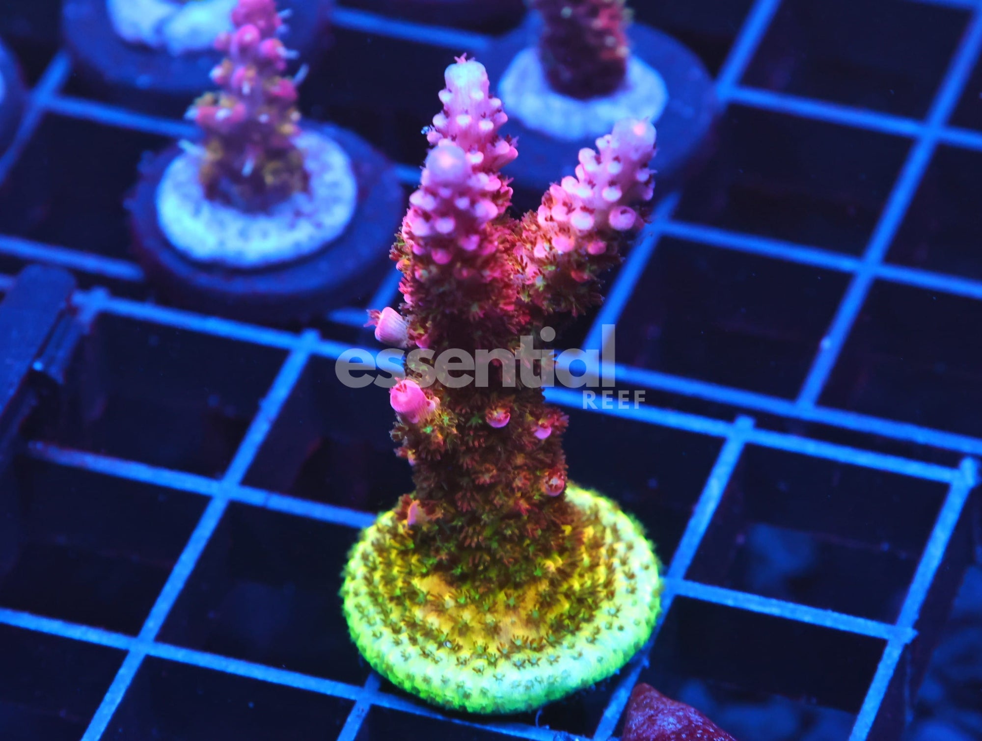 Watermarked - C134 - SDC RAINBOW ROMMELS ACRO L FRAG