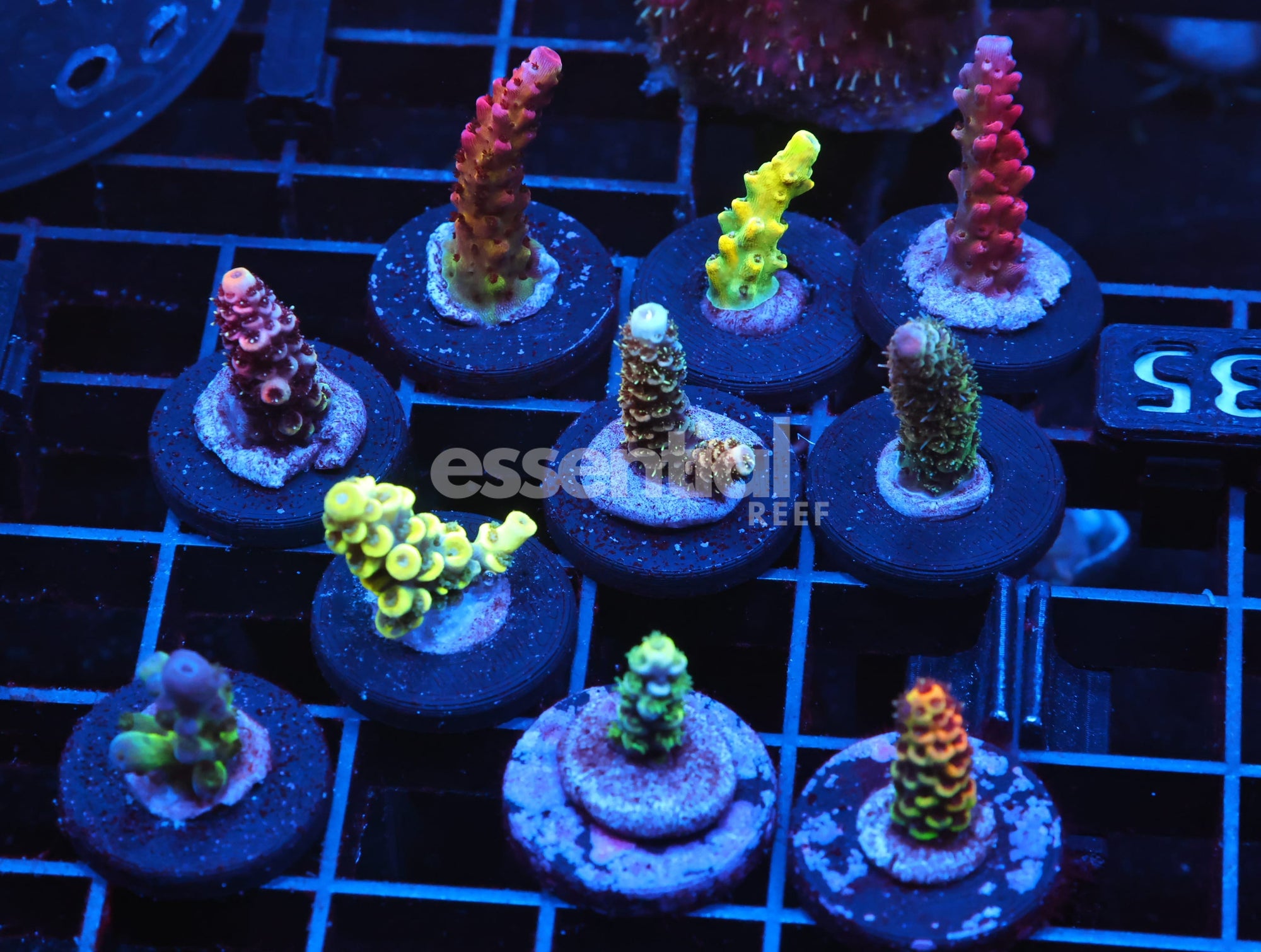 Watermarked - C135 - SDC ACROPORA PACK 10 PC