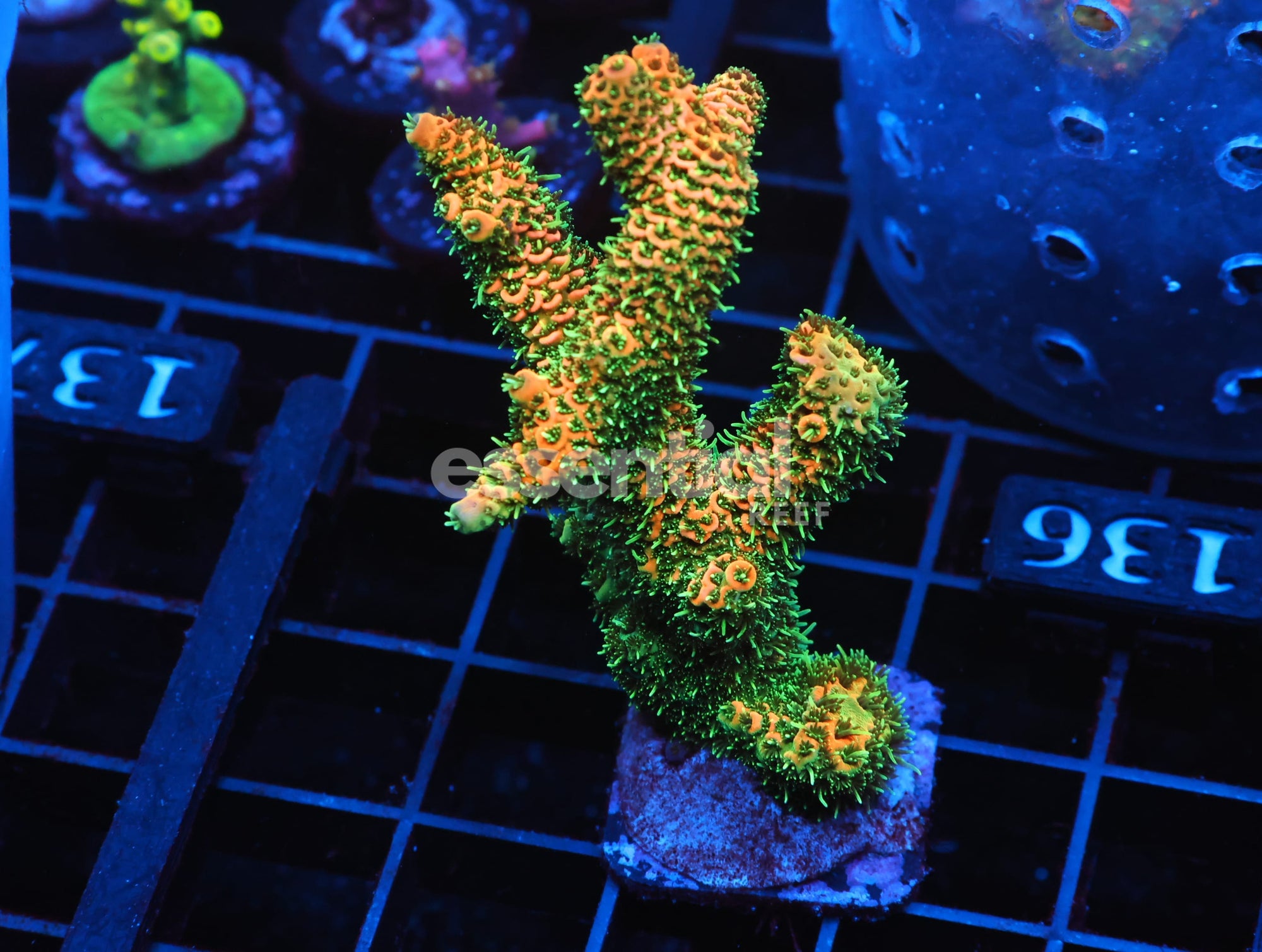 Watermarked - C136 - SDC FUZZY NAVEL ACRO XXL FRAG