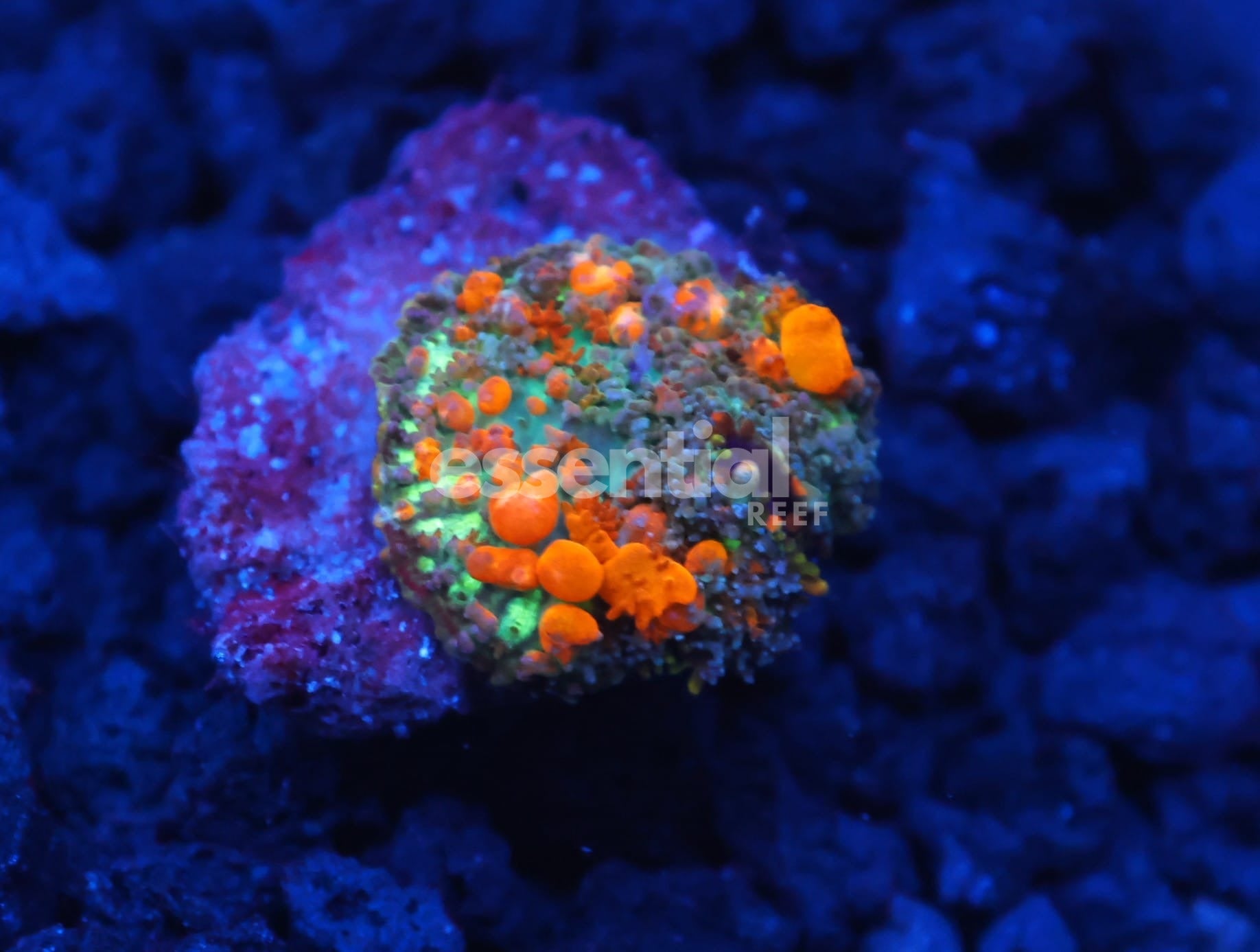 Watermarked - C137 - WWC SUNKIST BOUNCE RHODACTIS