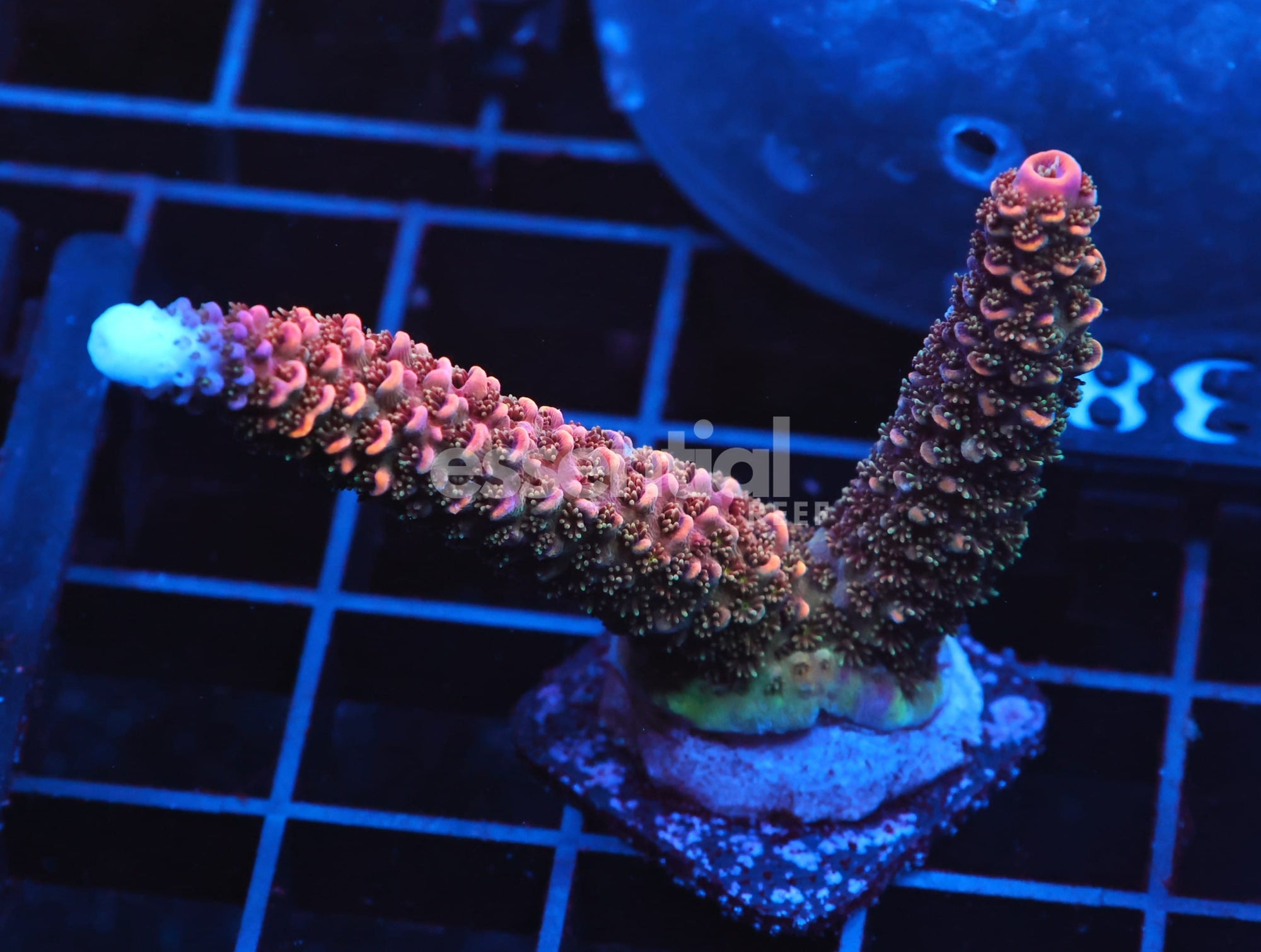 Watermarked - C138 - SDC ACROPORA ASST. PREMIUM