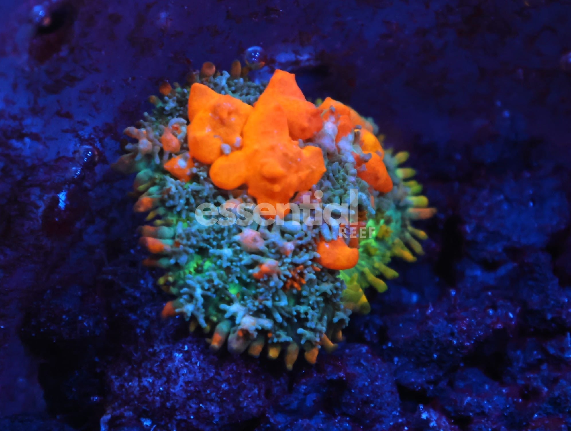Watermarked - C139 - WWC SUNKIST BOUNCE RHODACTIS