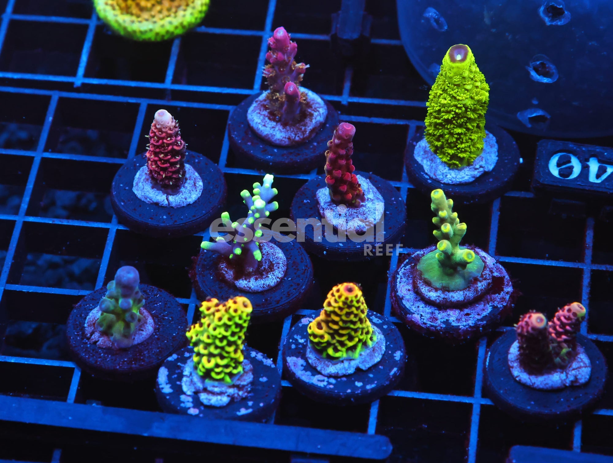 Watermarked - C140 - SDC ACROPORA PACK 10 PC