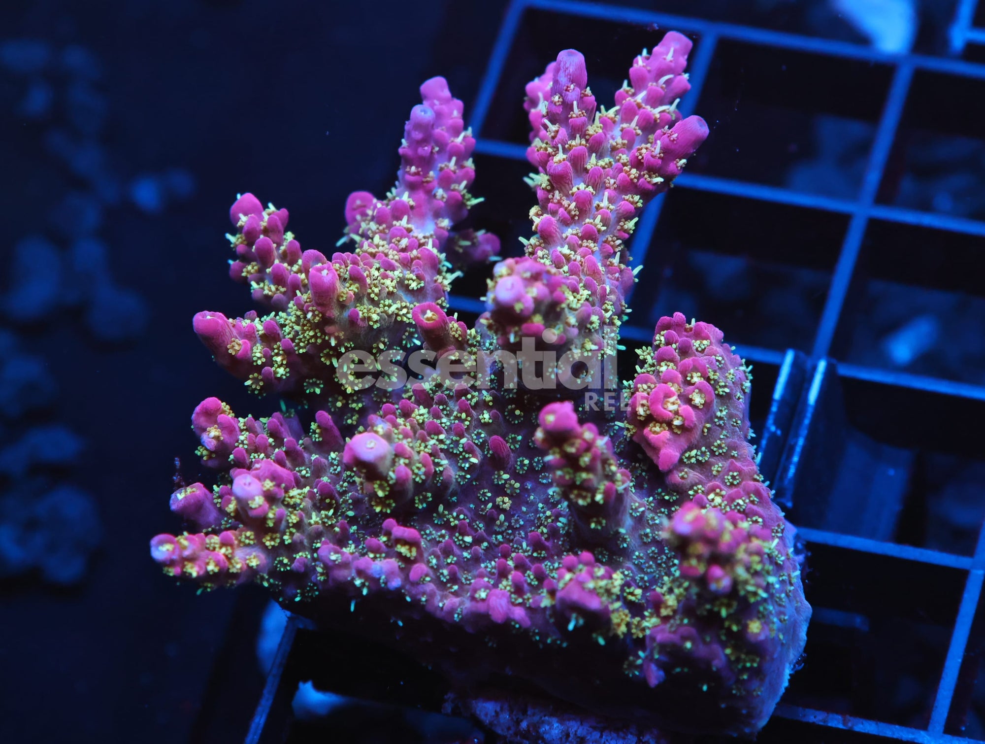 Watermarked - C141 - SDC LILAC ATTACK ACRO XXL FRAG