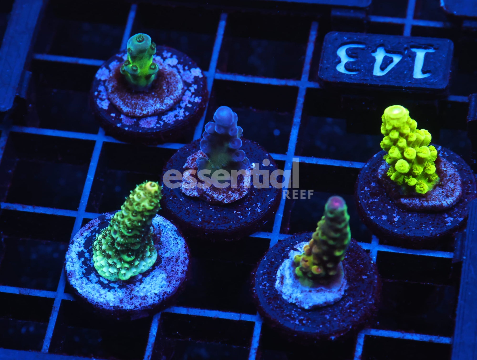 Watermarked - C143 - SDC ACROPORA PACK 5 PC BASIC