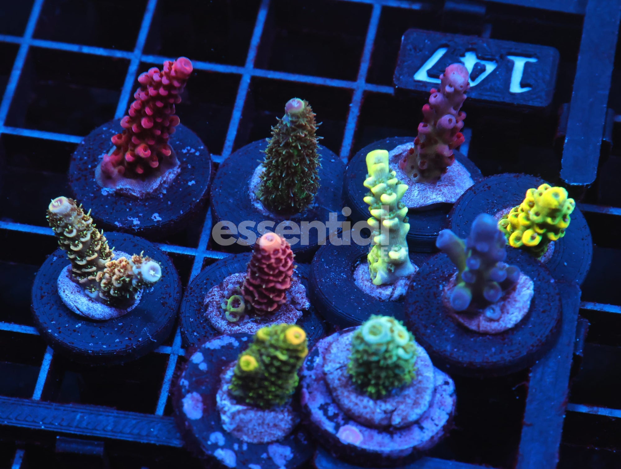 Watermarked - C147 - SDC ACROPORA PACK 10 PC