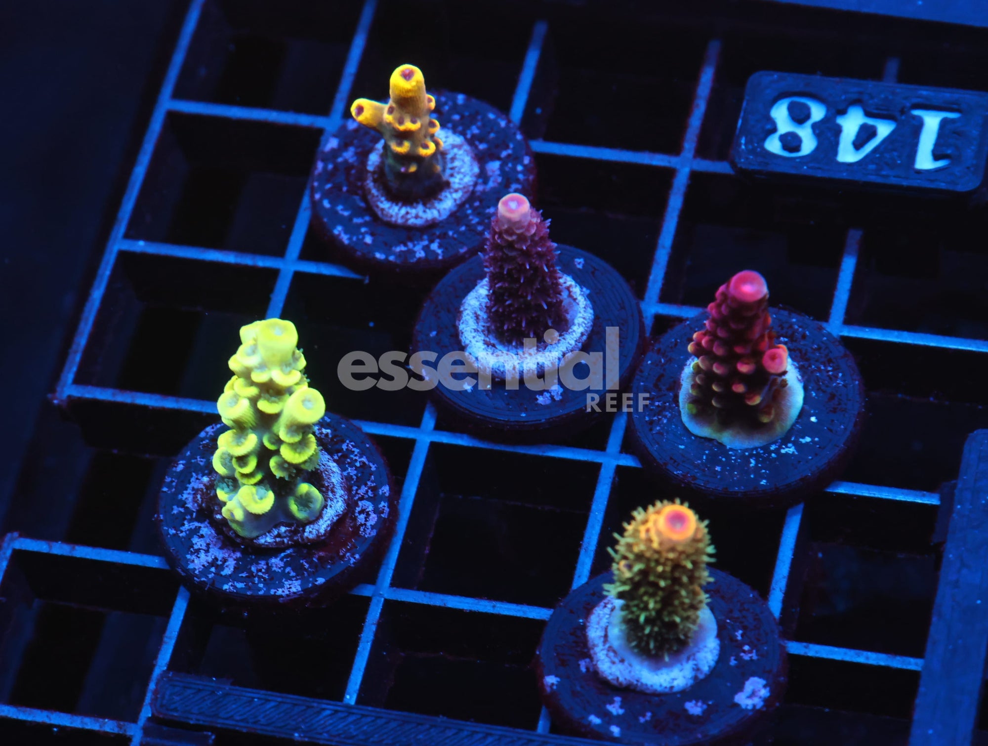 Watermarked - C148 - SDC ACROPORA PACK 5 PC PREMIUM