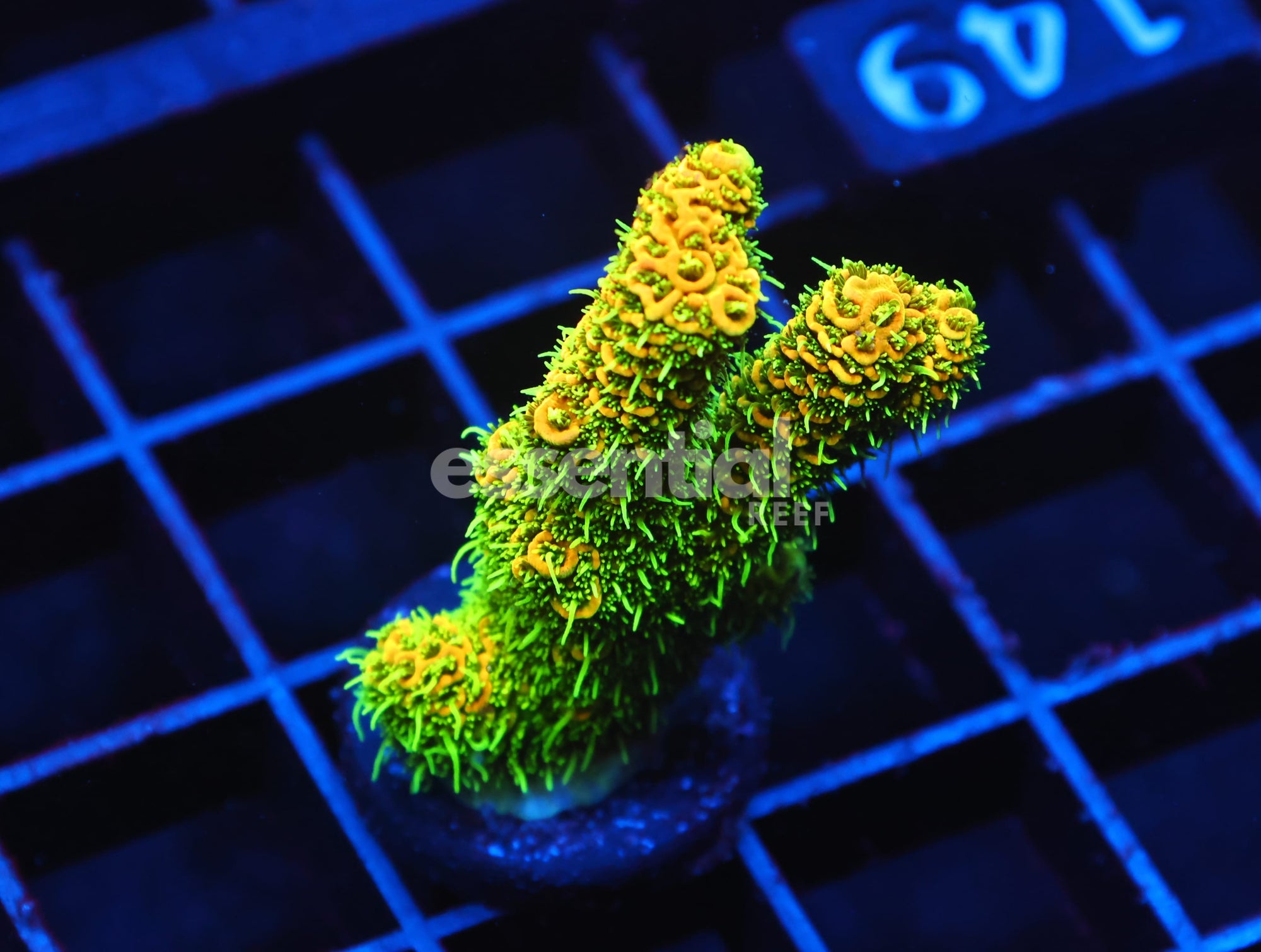 Watermarked - C149 - SDC FUZZY NAVEL ACRO XL FRAG