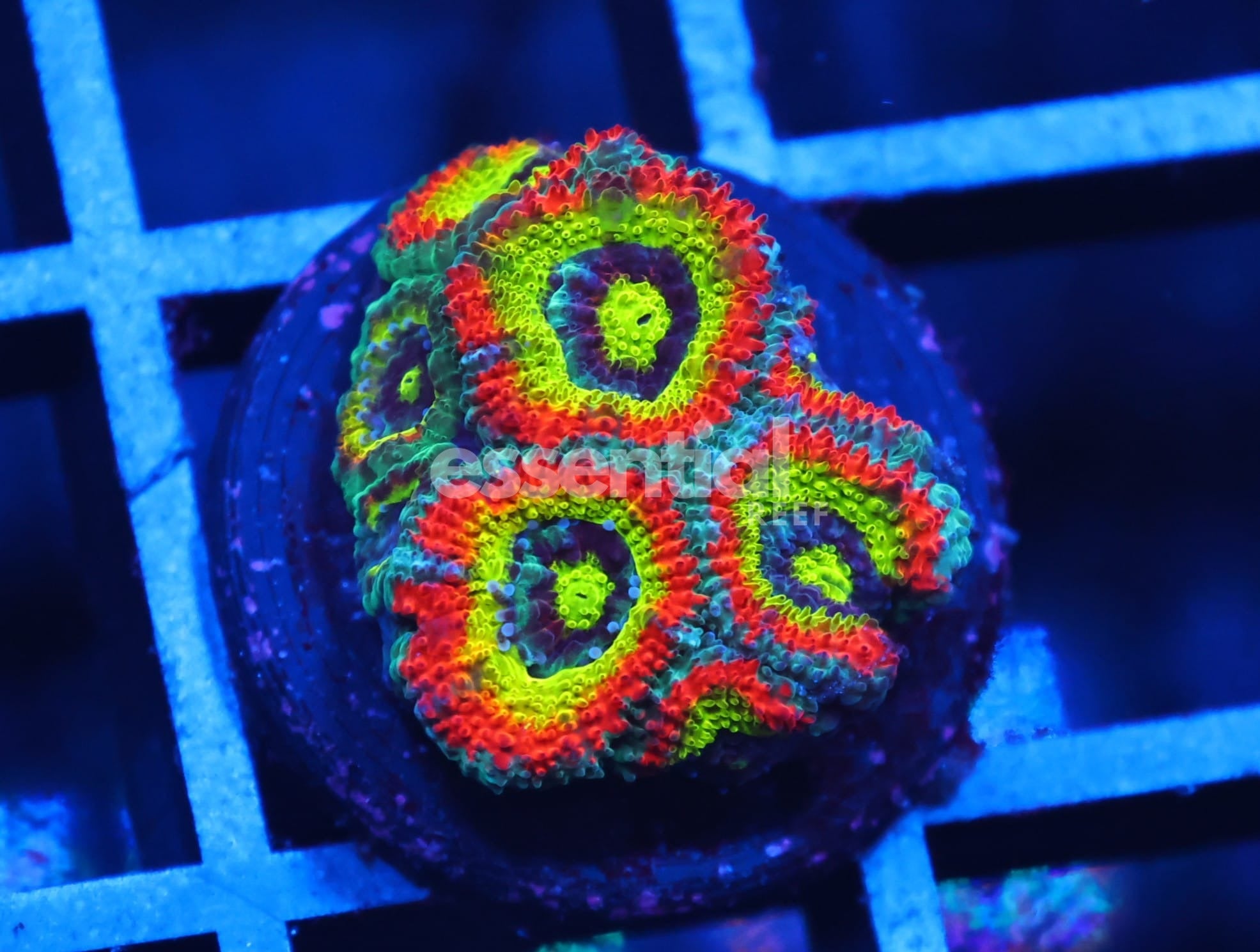 Watermarked - C15 - SDC HOLY GRAIL MICROMUSSA
