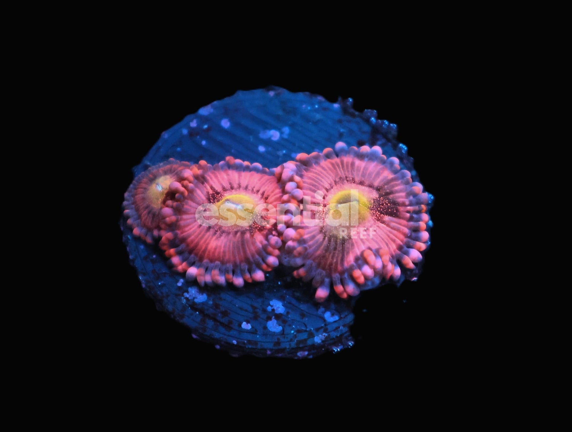 Watermarked - C234 - ALMOST WYSIWYG SDC HALLE BERRY ZOA/PALY