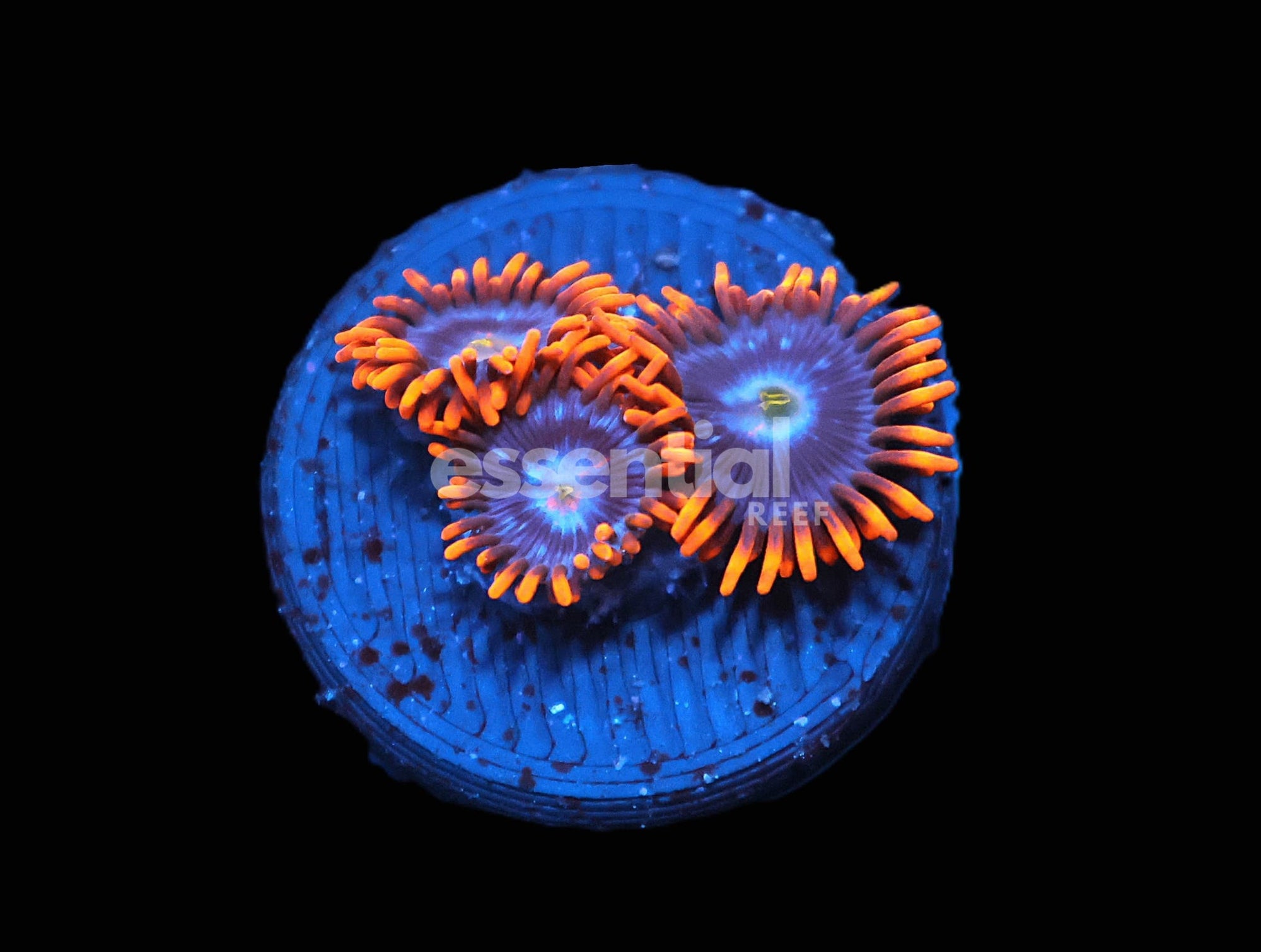 Watermarked - C238 - ALMOST WYSIWYG SDC HAUNTED HOUSE ZOA