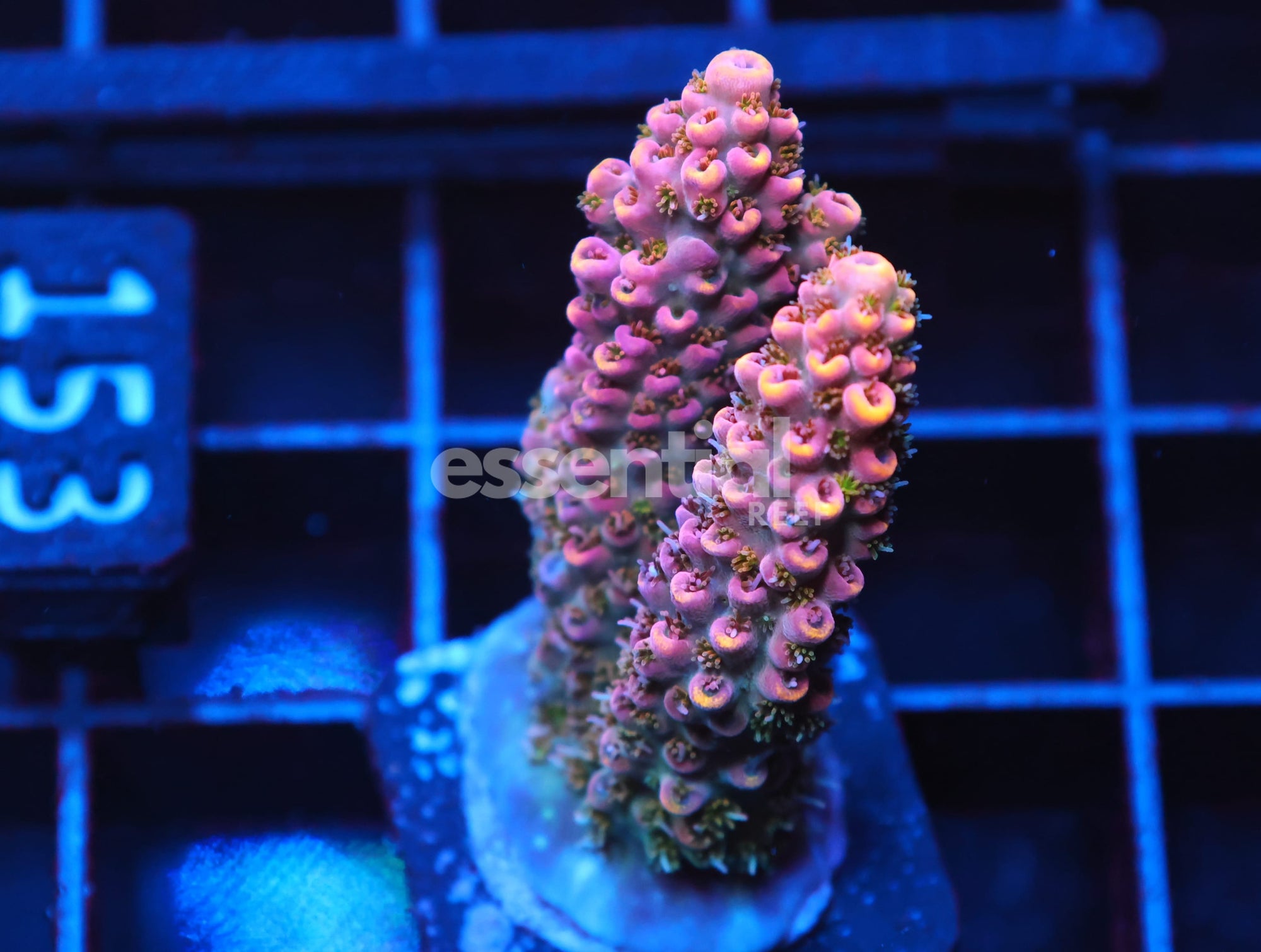 Watermarked - C153 - SDC GUILTY PLEASURE ACRO XL FRAG