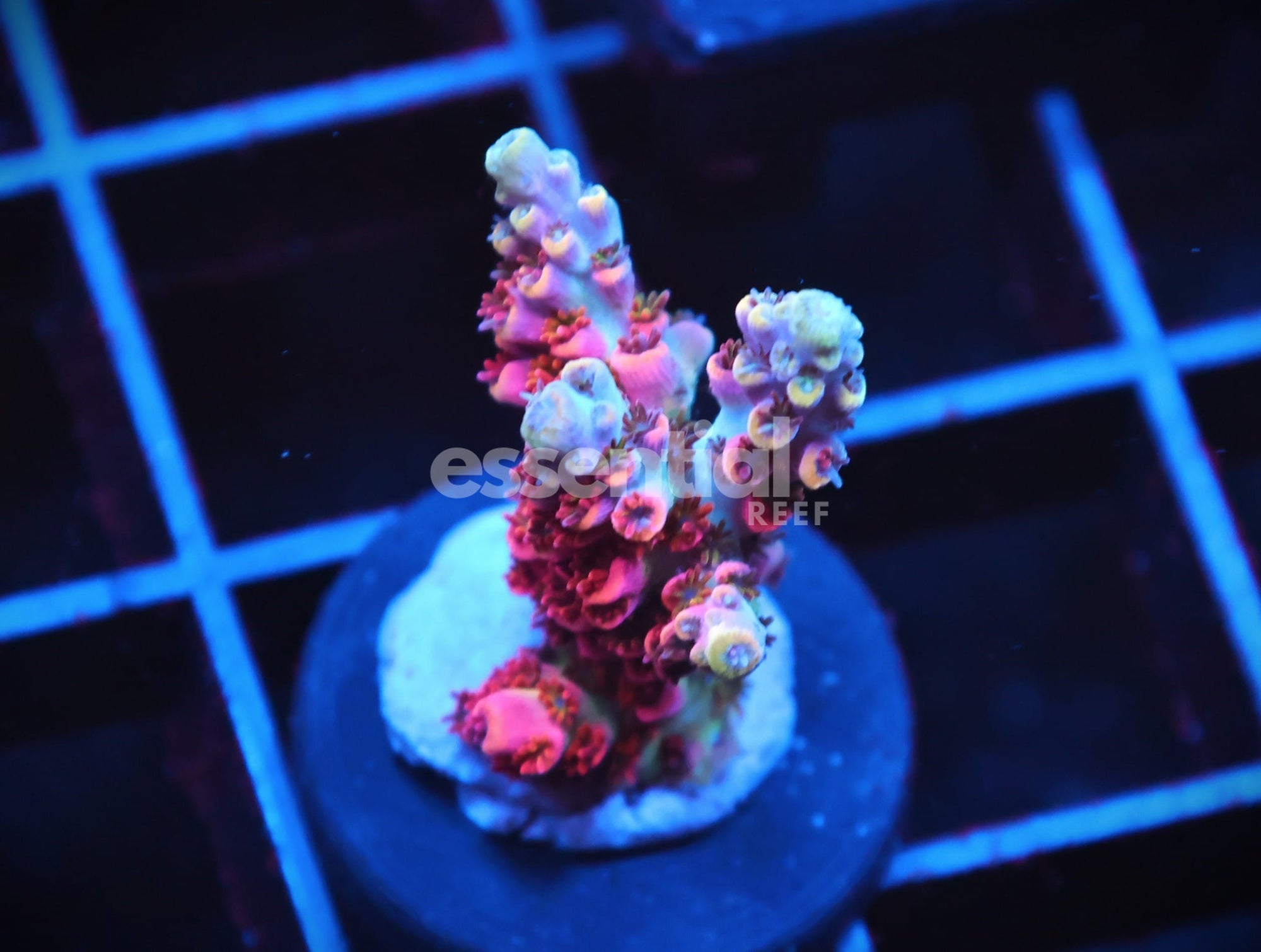 Watermarked - C154 - SDC ROMAN CANDLE ACRO
