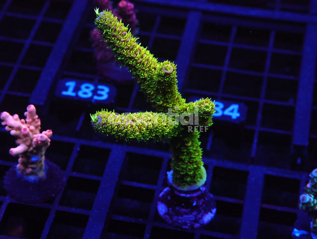 Watermarked - C174 - SDC Banana Slug Acro Stag XXL