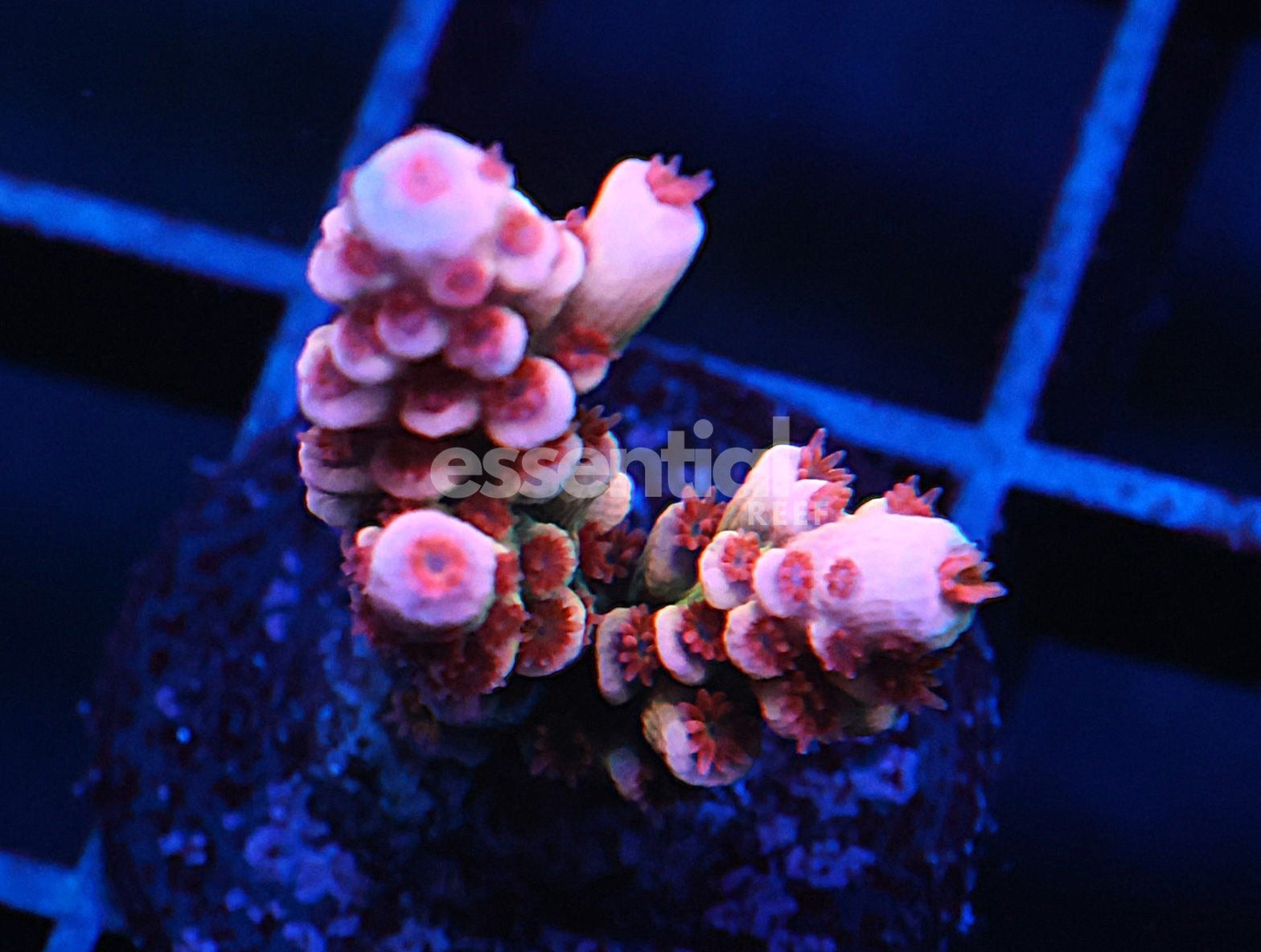 Watermarked - C162 - SDC Cherry Bomb Acro Tenuis