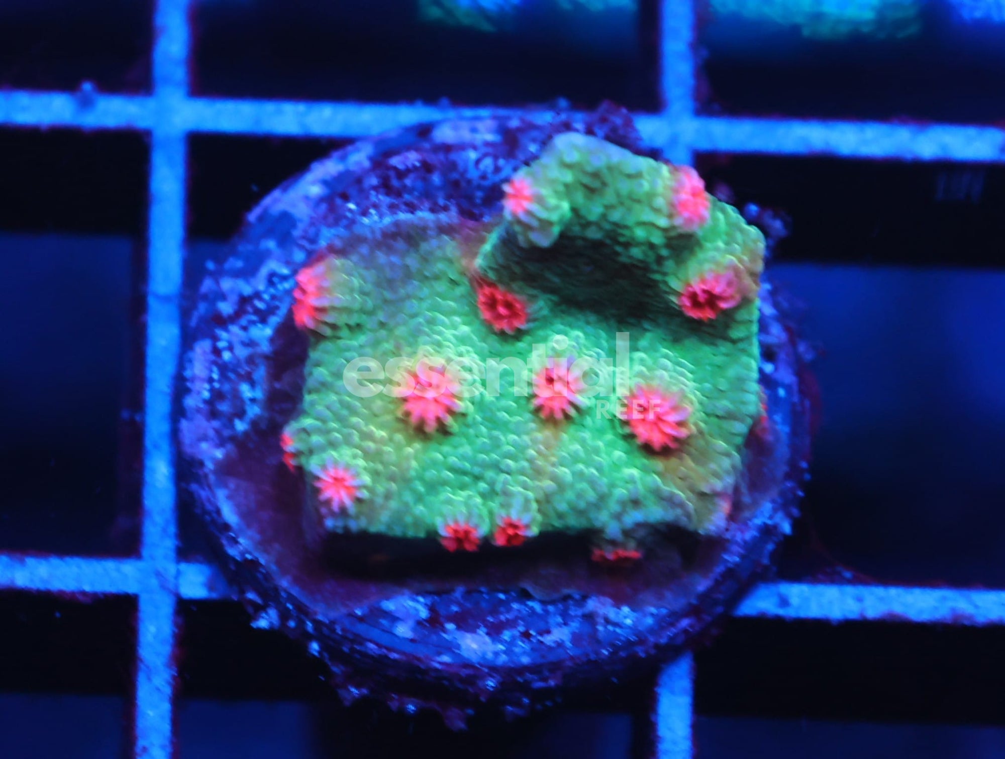 Watermarked - C157 - SDC PINK WINK BRANCHING CYPHASTREA
