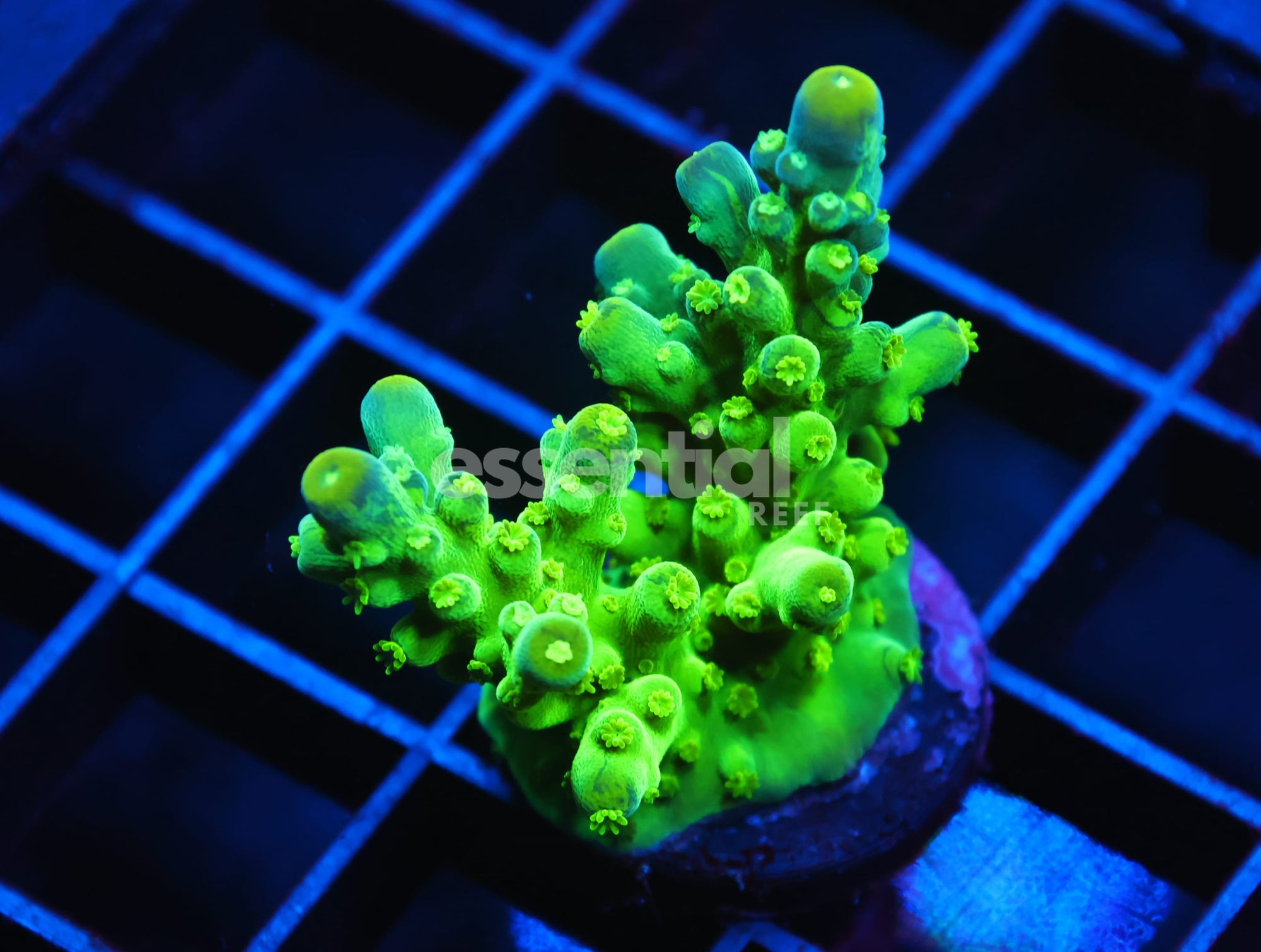 Watermarked - C158 - SDC ACROPORA ASST. PREMIUM LG FRAG