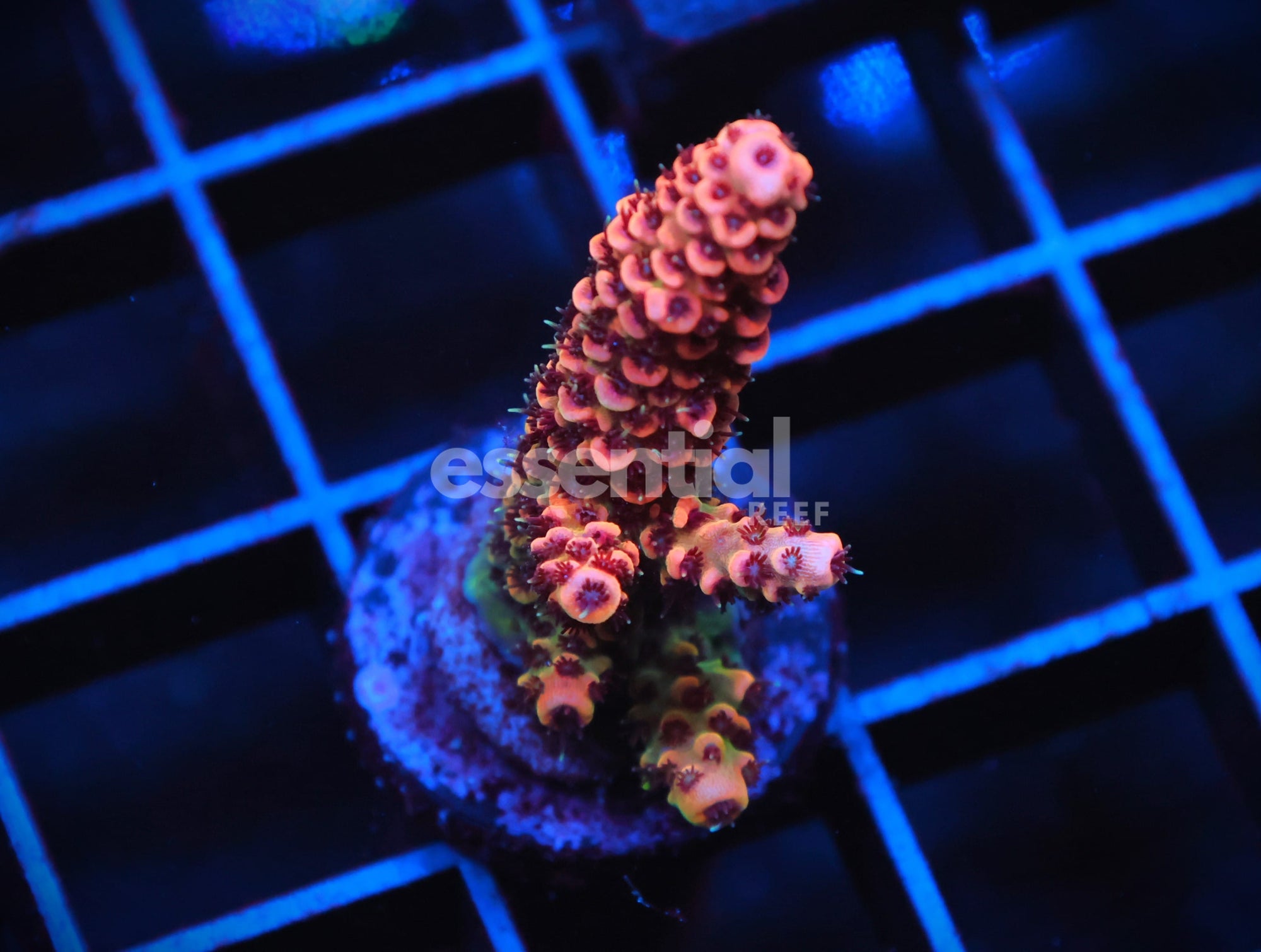 Watermarked - C159 - SDC GINGER SNAP ACRO